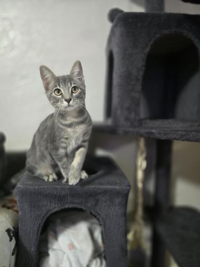 Enlarge Bella, a Adoptable mixed breed in Liverpool, TX image 6/6