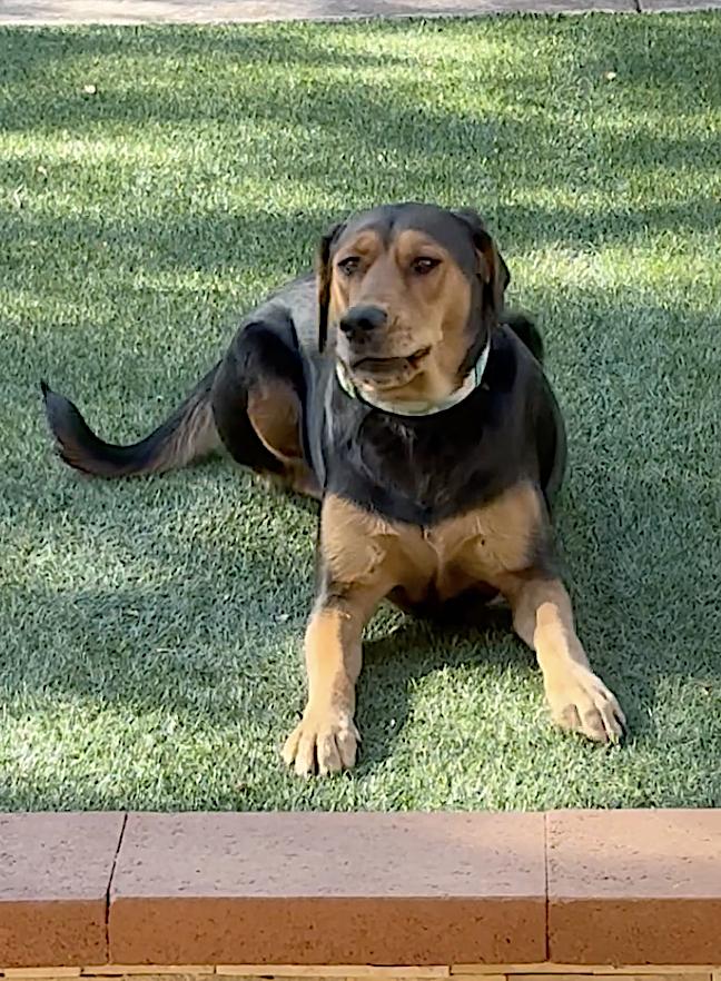 Enlarge Mocha, a Adoptable mixed breed in Portland, OR image 6/6
