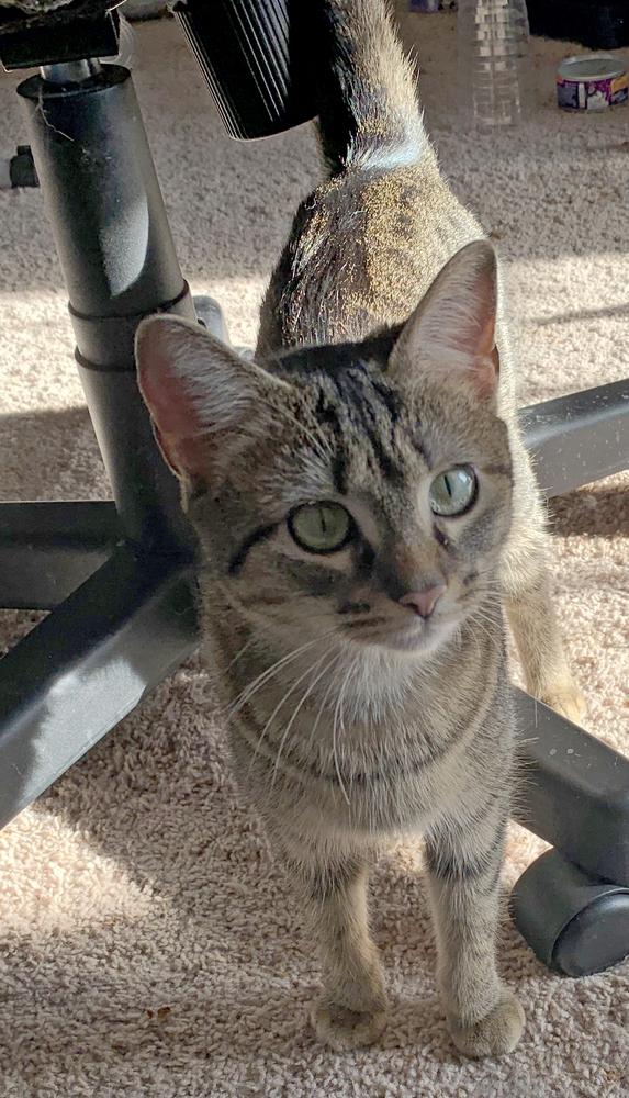 Ly-Ly, Adoptable, Young Female Tabby & Abyssinian.