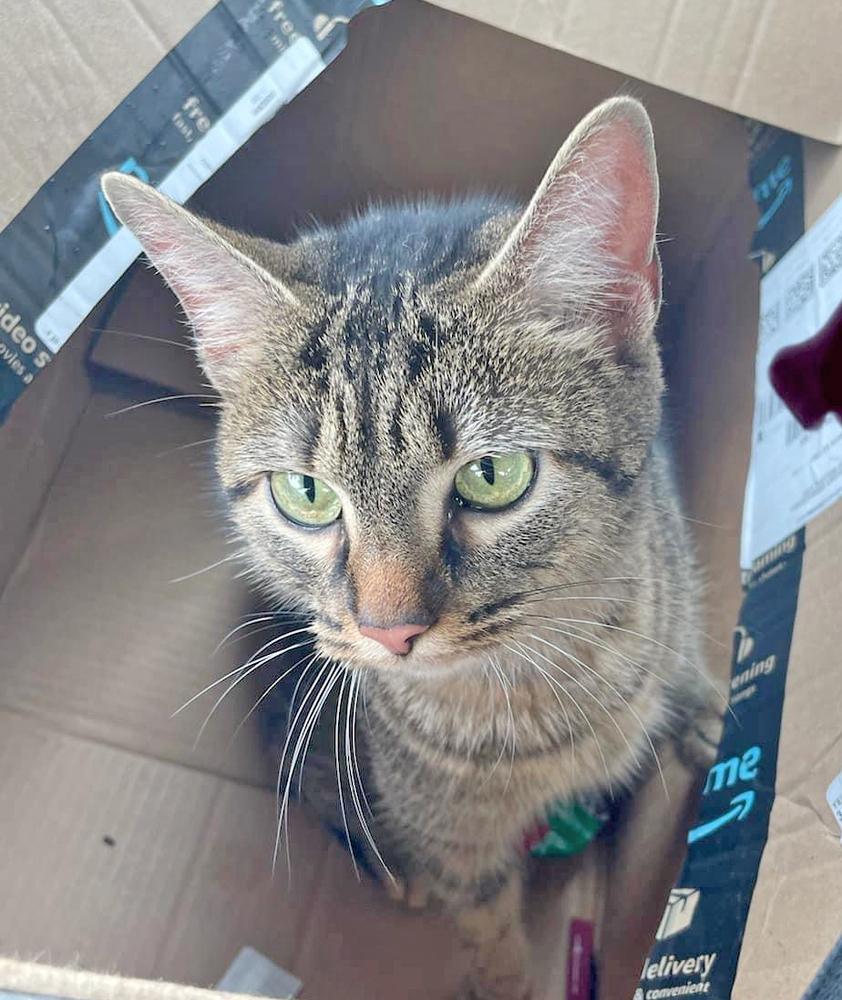 Enlarge Ly-Ly, an adopted mixed breed in Easley, SC image 2/4