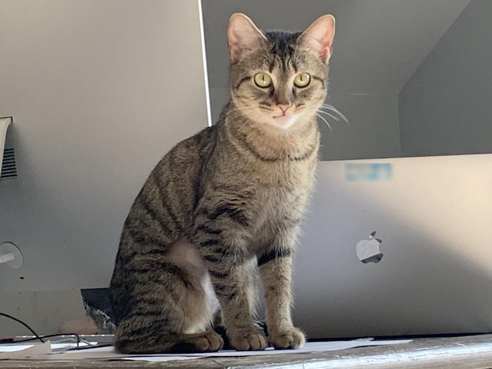 Enlarge Ly-Ly, an adopted mixed breed in Easley, SC image 3/4