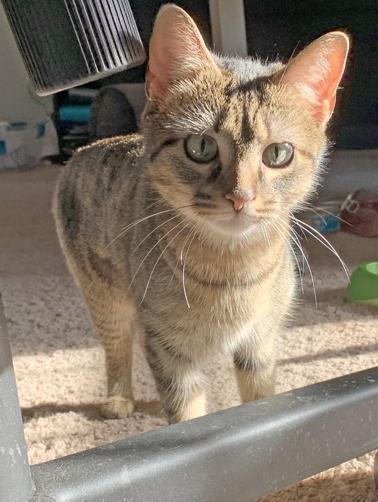 Enlarge Ly-Ly, an adopted mixed breed in Easley, SC image 4/4