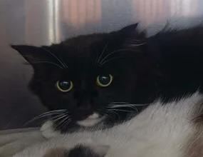 Isaiah, Adoptable, Adult Male Domestic Long Hair.