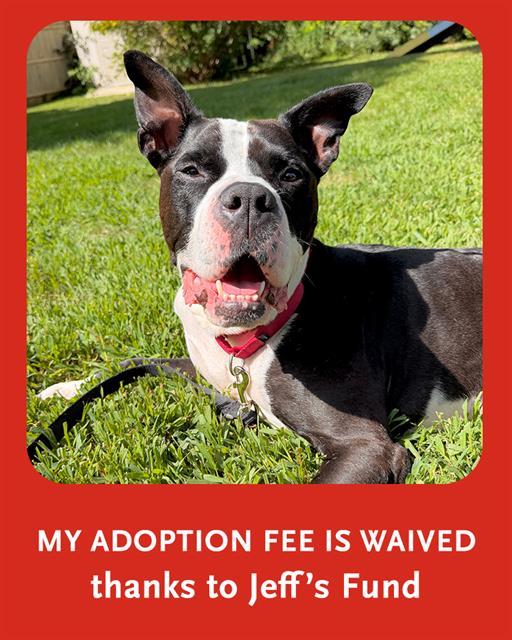 SCRAPPY, Adoptable, Adult Male Pit Bull Terrier & Mixed Breed.
