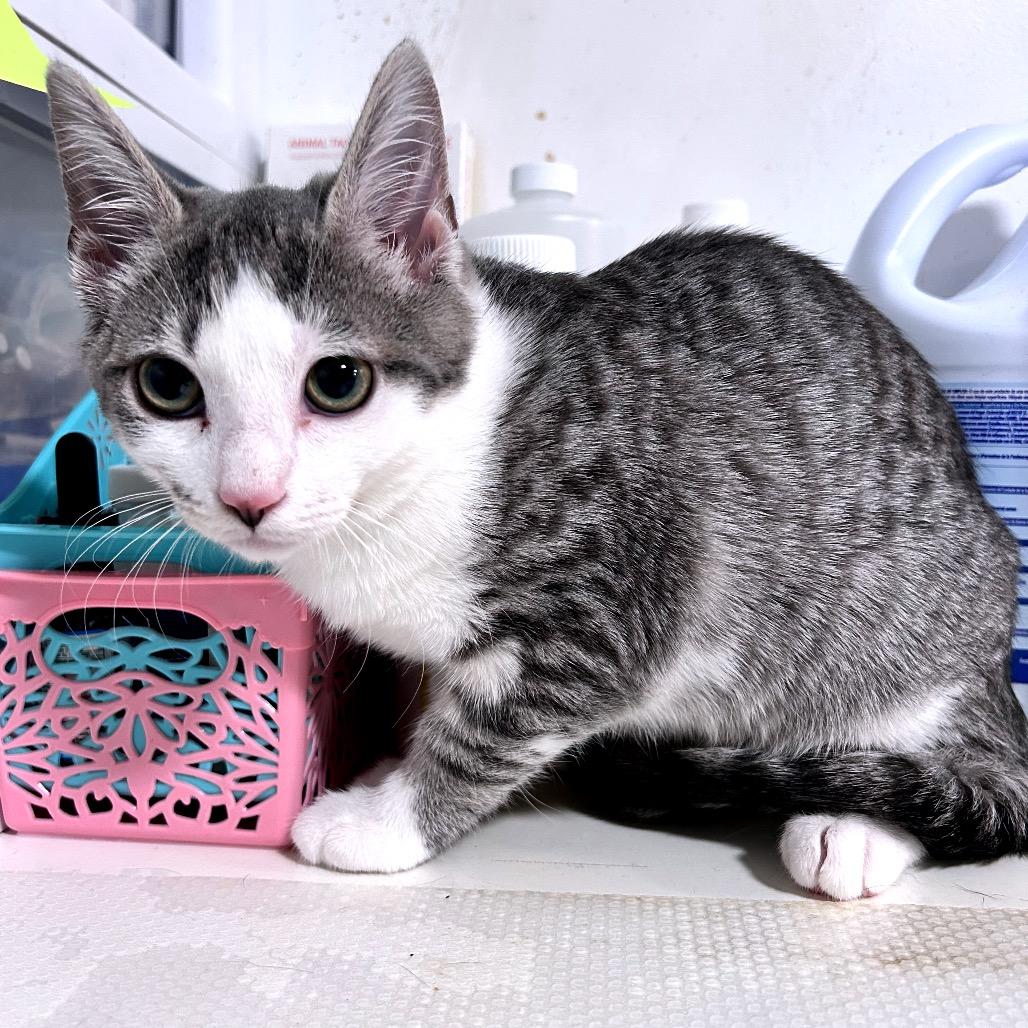 Dora, Adoptable, Young Female Domestic Short Hair.