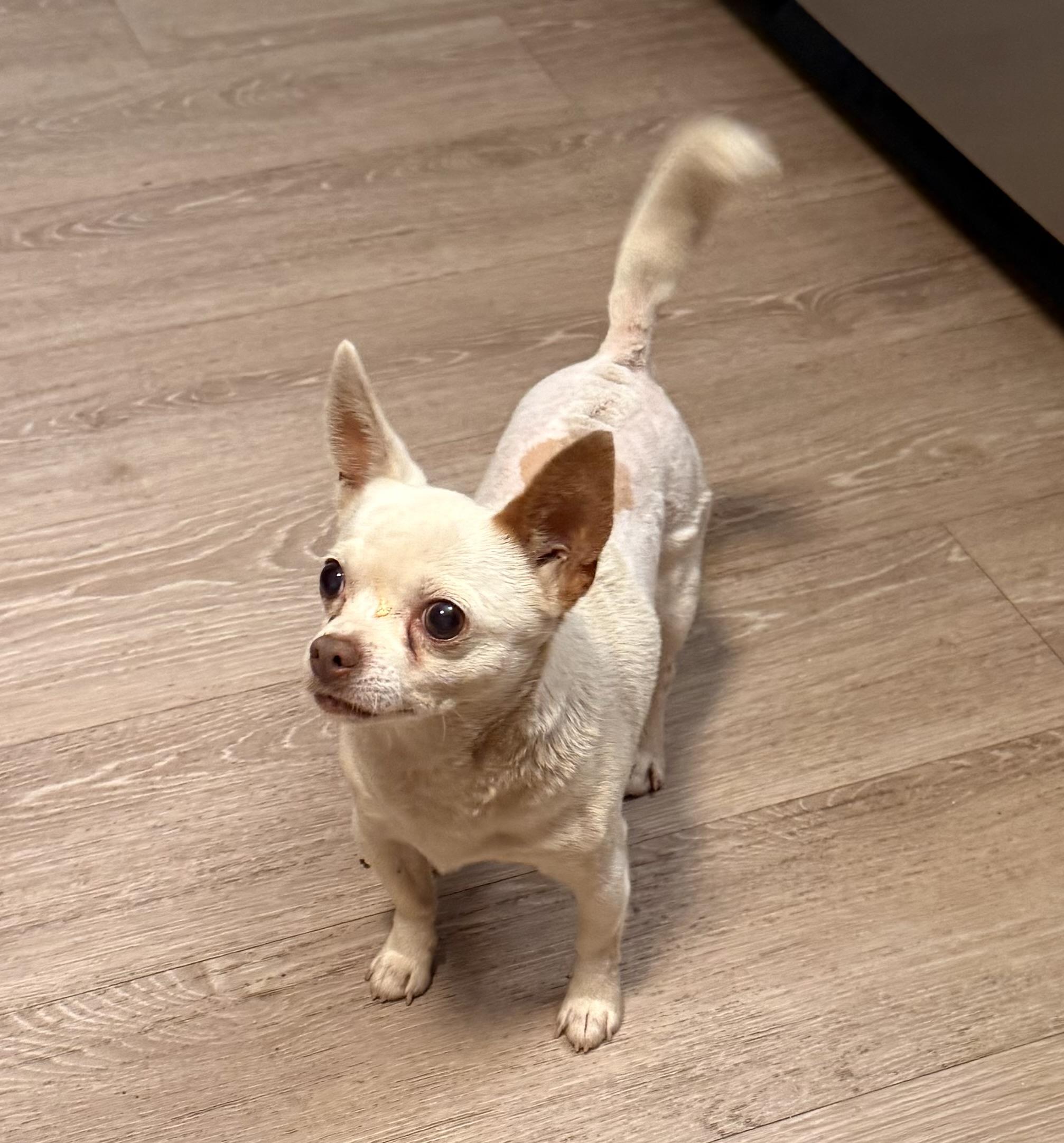 Enlarge Biscuit, a Adoptable Chihuahua in Charlotte, NC image 4/5