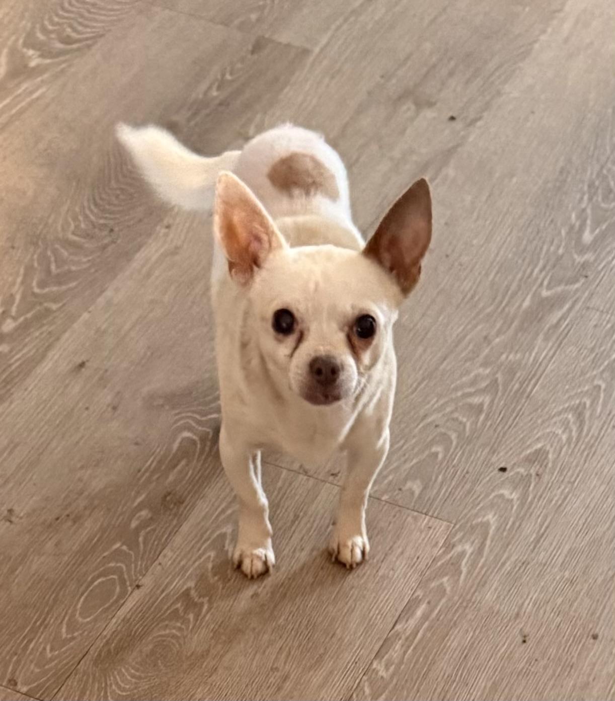 Enlarge Biscuit, a Adoptable Chihuahua in Charlotte, NC image 2/5