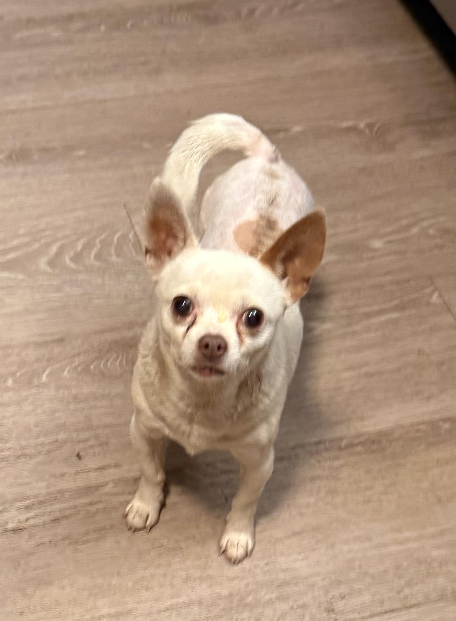 Enlarge Biscuit, a Adoptable Chihuahua in Charlotte, NC image 3/5