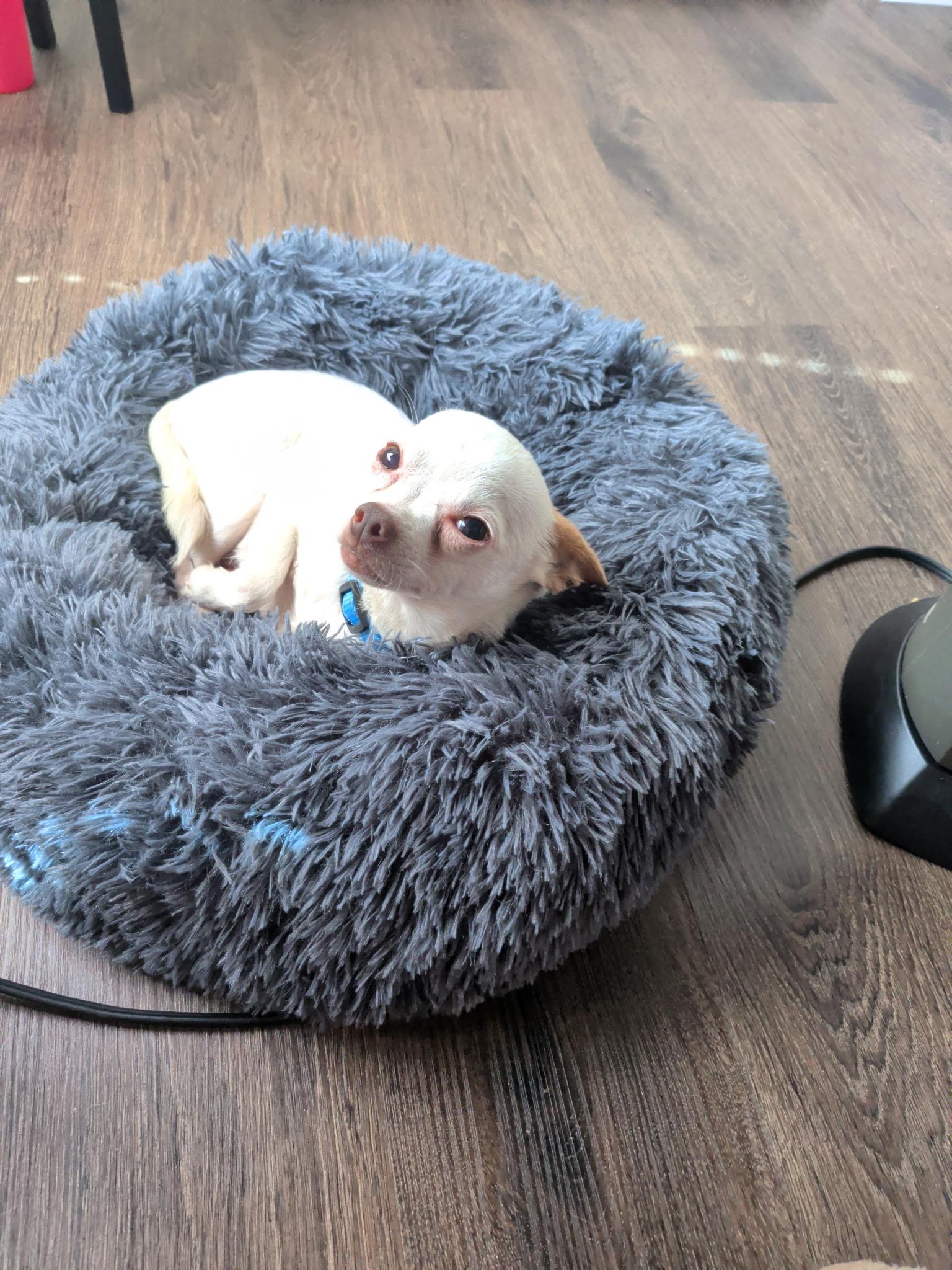 Enlarge Biscuit, a Adoptable Chihuahua in Charlotte, NC image 5/5