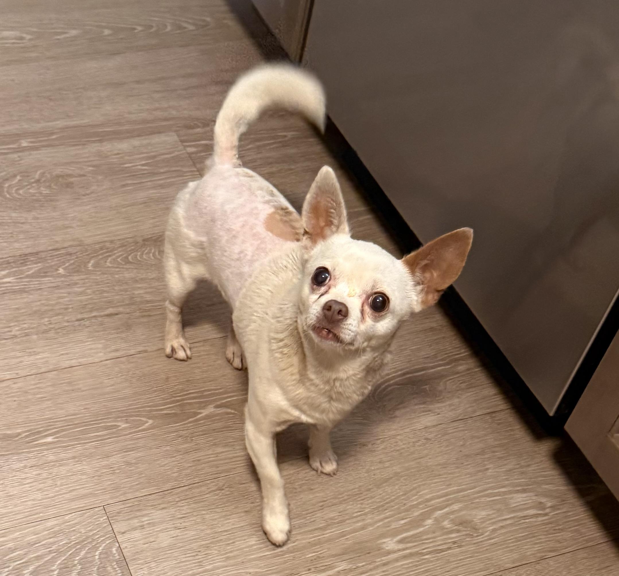 Enlarge Biscuit, a Adoptable Chihuahua in Charlotte, NC image 1/5