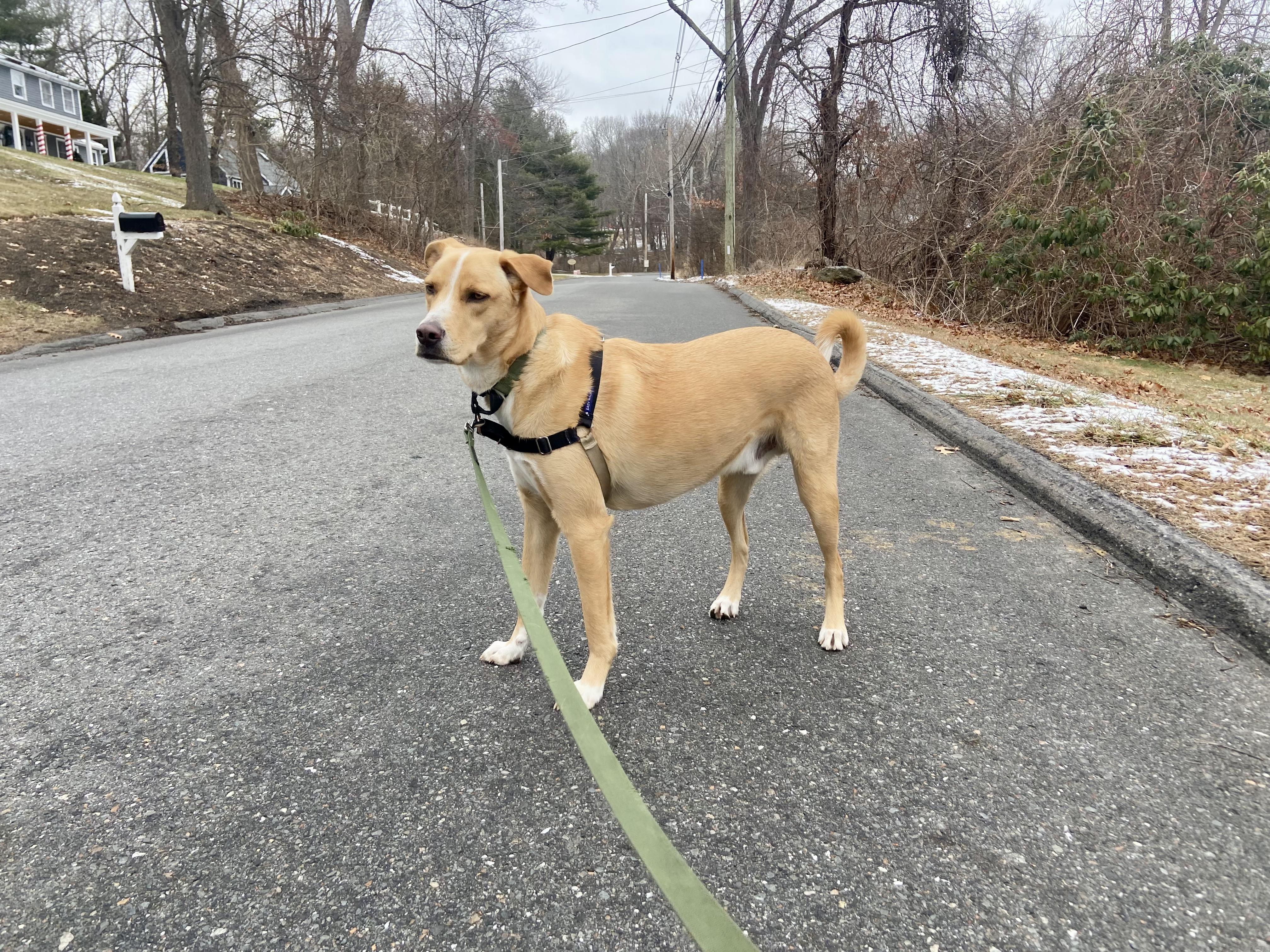 Enlarge Andy, a Adoptable mixed breed in Grafton, MA image 5/6