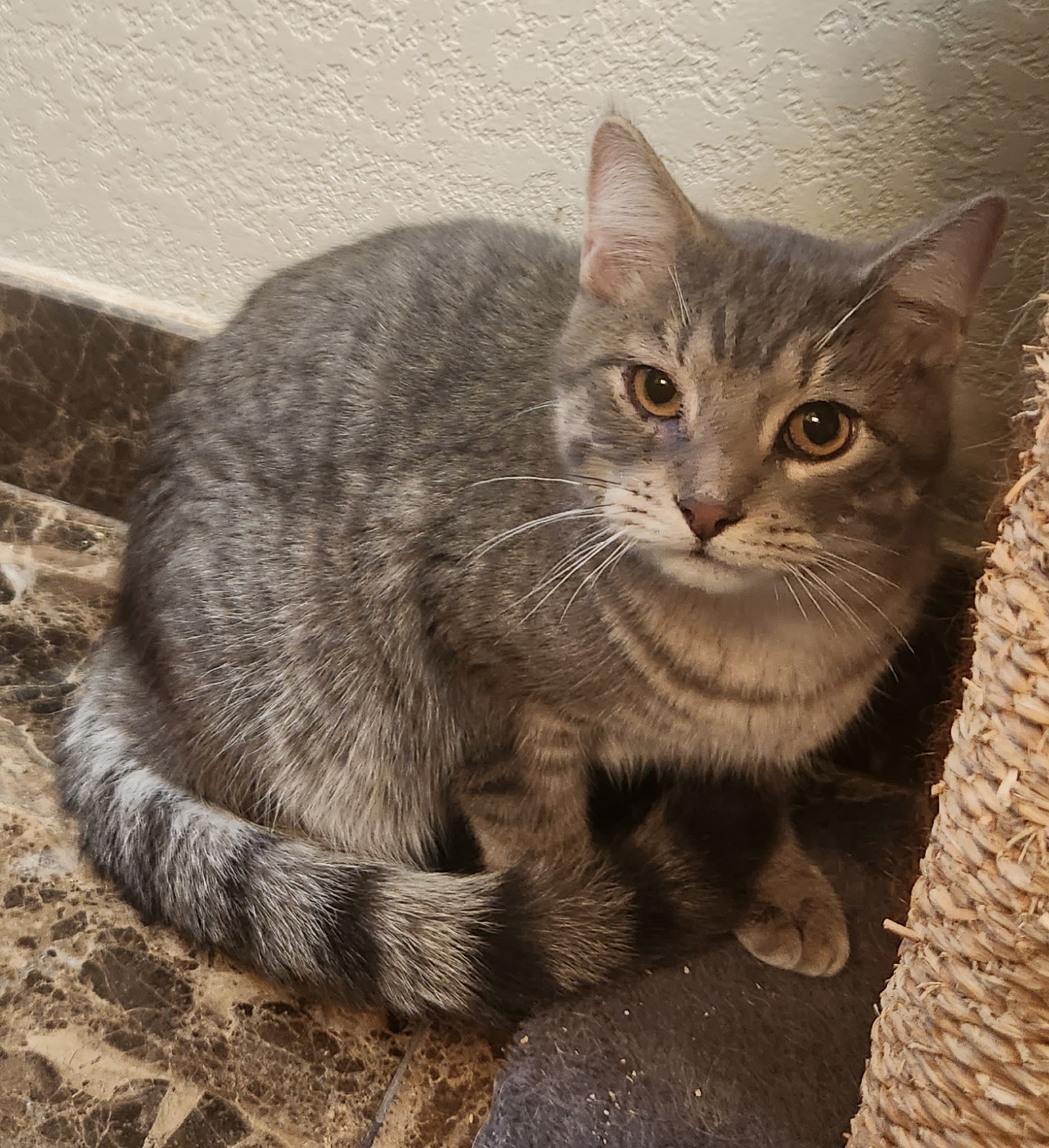 Pip, a Adoptable mixed breed in Oklahoma City, OK image 1/9