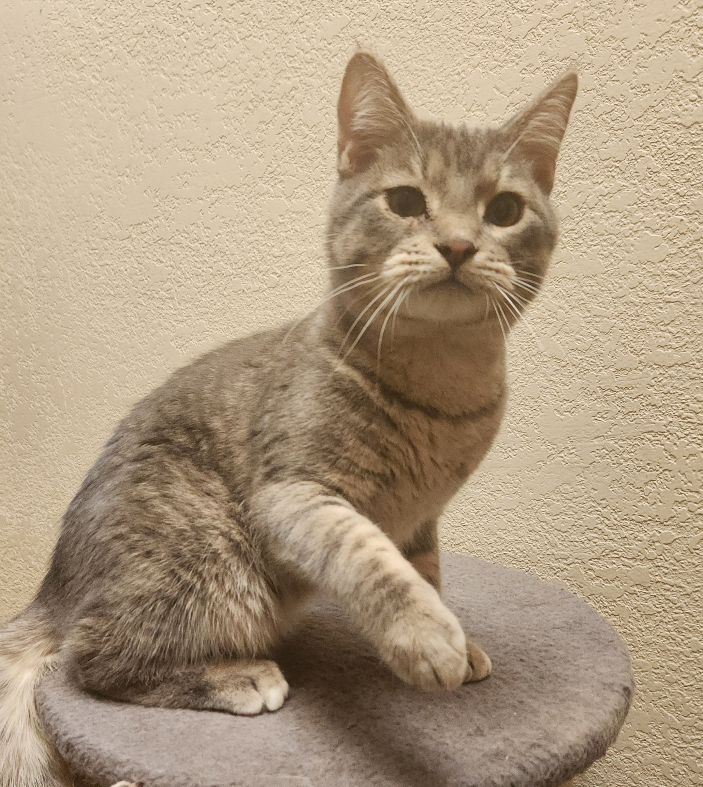 Pip, a Adoptable mixed breed in Oklahoma City, OK image 2/9