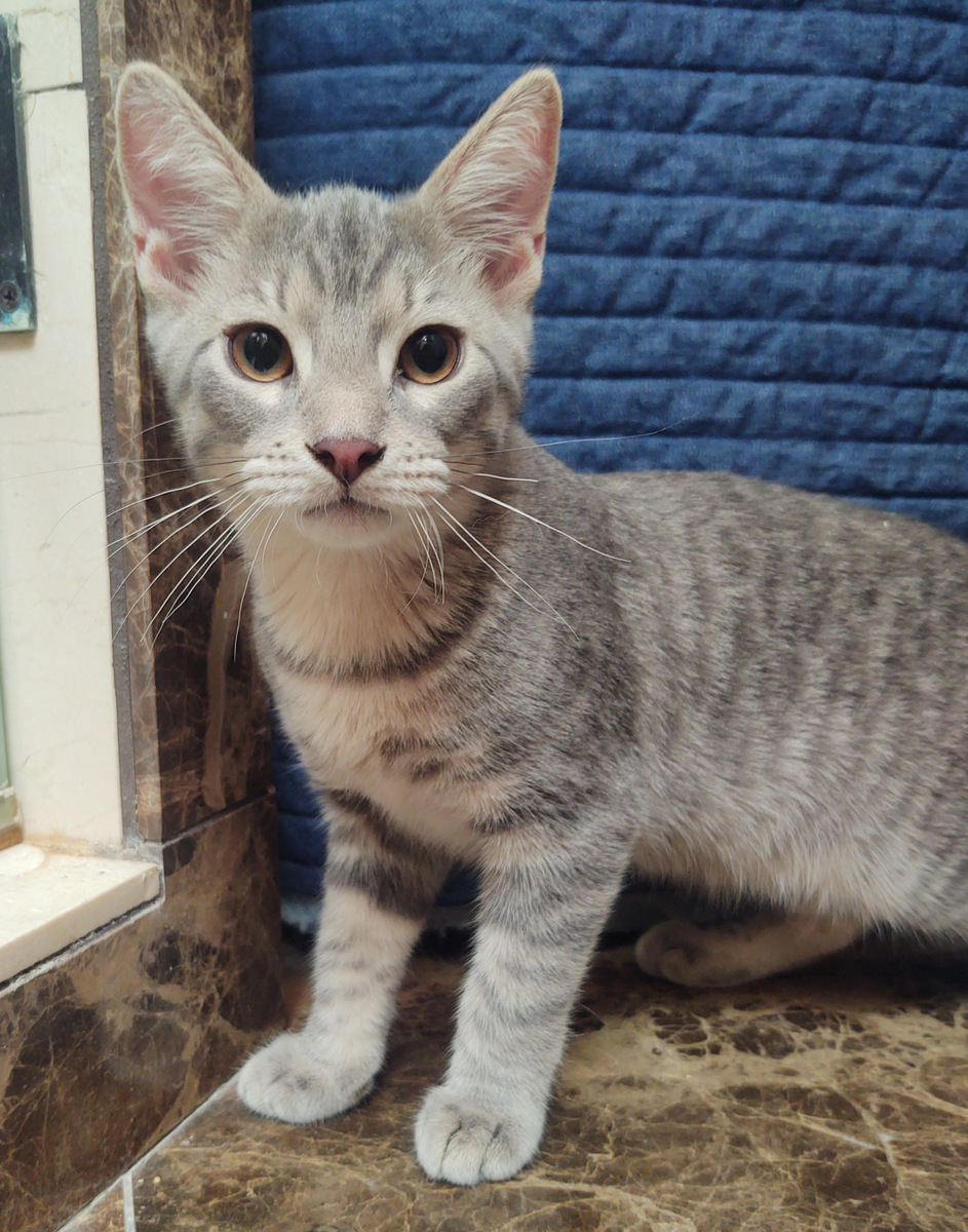 Pip, a Adoptable mixed breed in Oklahoma City, OK image 3/9