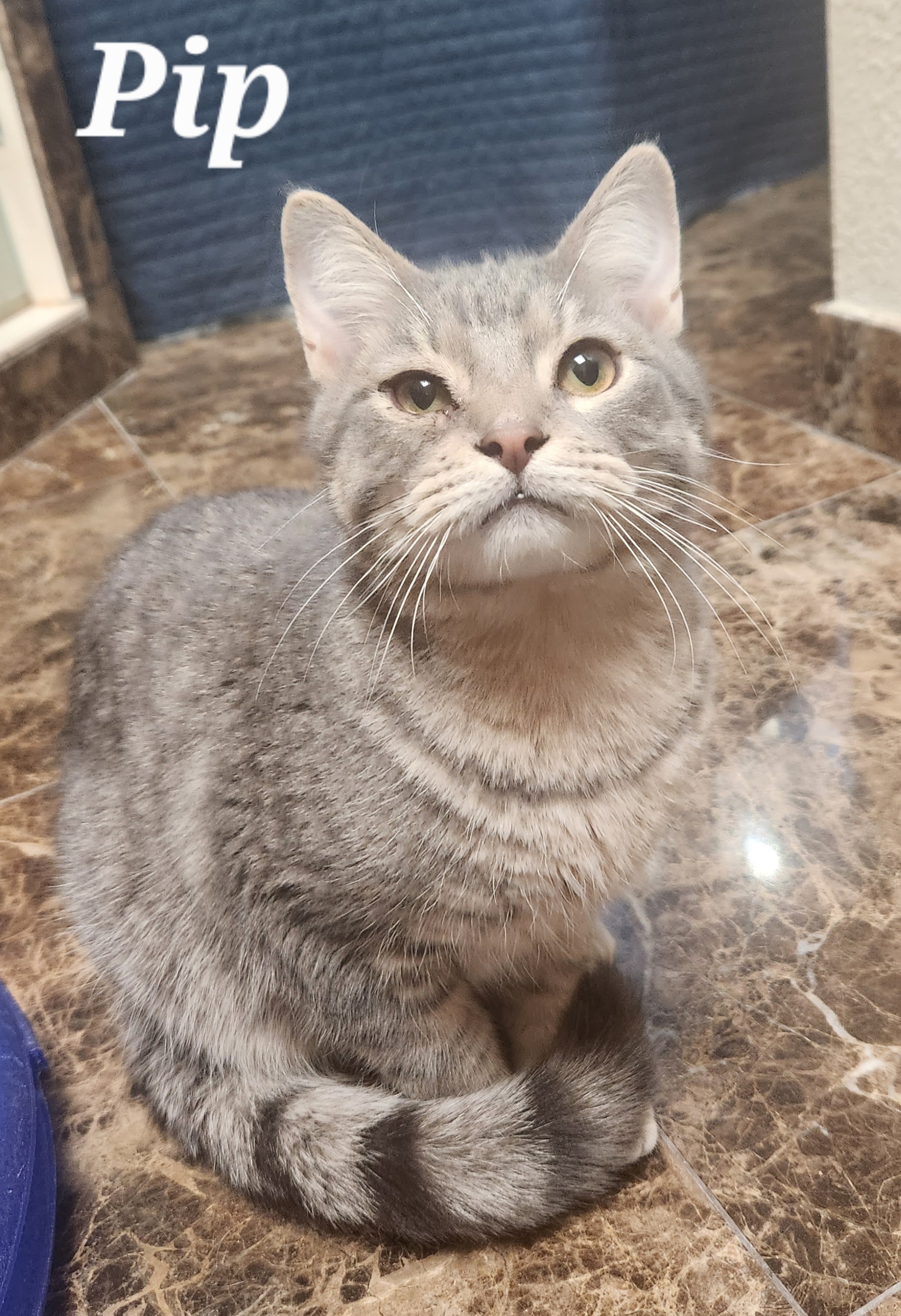 Pip, a Adoptable mixed breed in Oklahoma City, OK image 4/9