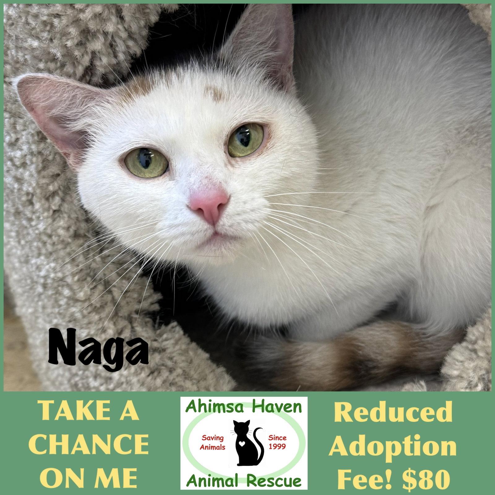 Naga, Adopted, Senior Female Domestic Short Hair.