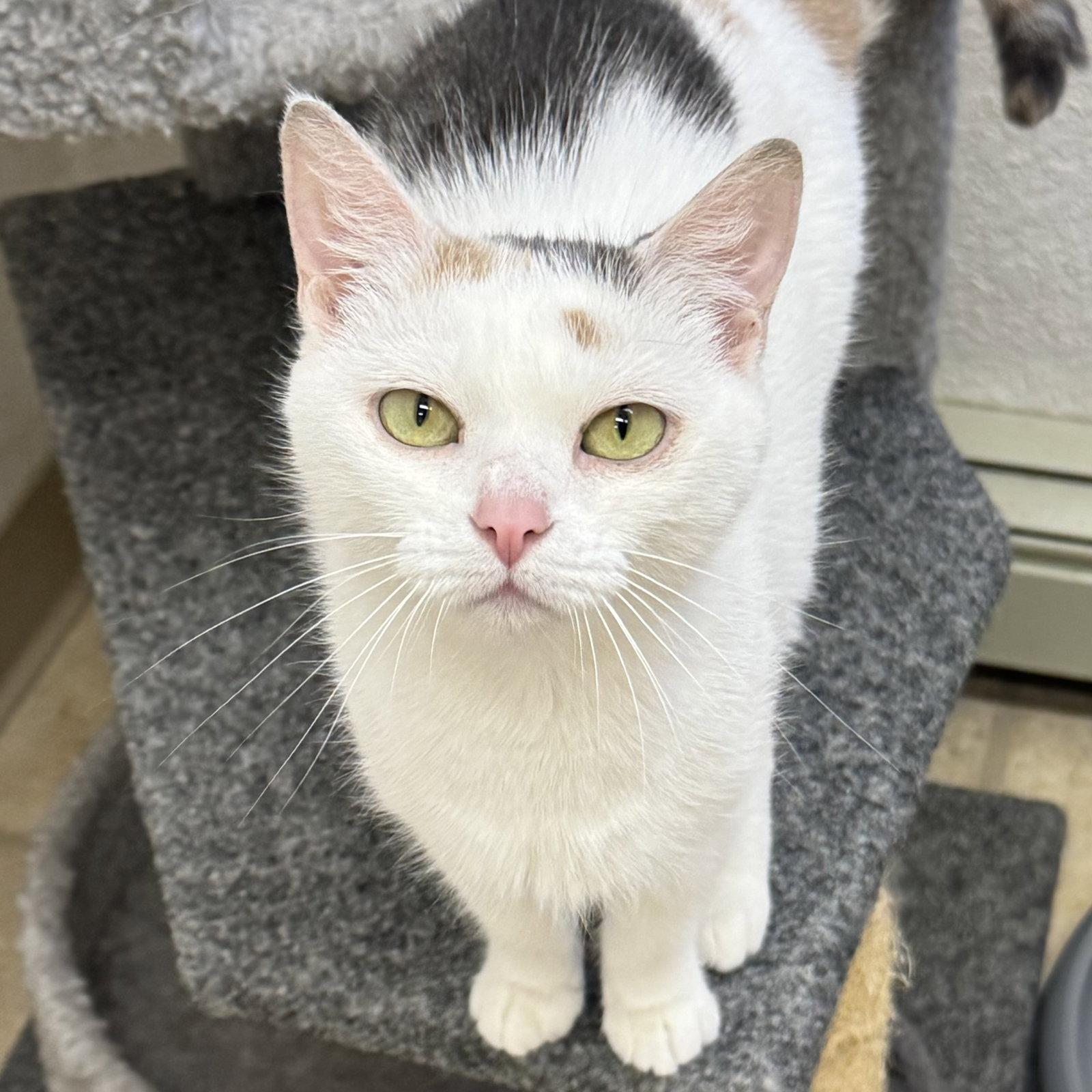 Naga, a Adopted Domestic Short Hair in Winchendon, MA image 2/2