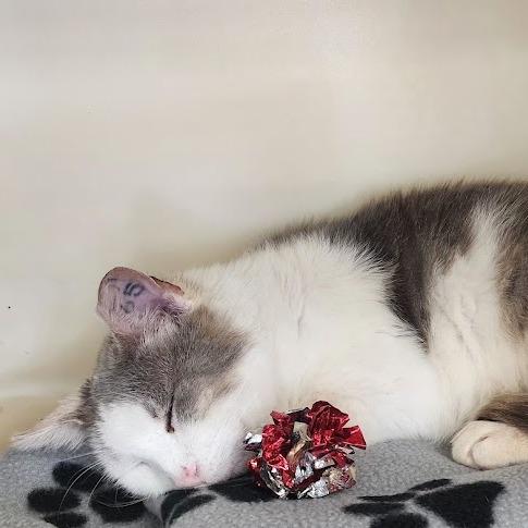 Frankie, Adoptable, Senior Male Domestic Short Hair.