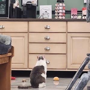 Enlarge Frankie, a Adoptable Domestic Short Hair in Kennett Square, PA image 2/5