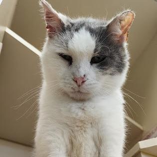 Enlarge Frankie, a Adoptable Domestic Short Hair in Kennett Square, PA image 3/5