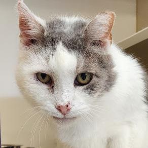 Enlarge Frankie, a Adoptable Domestic Short Hair in Kennett Square, PA image 4/5