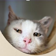 Frankie, Adoptable, Senior Male Domestic Short Hair.