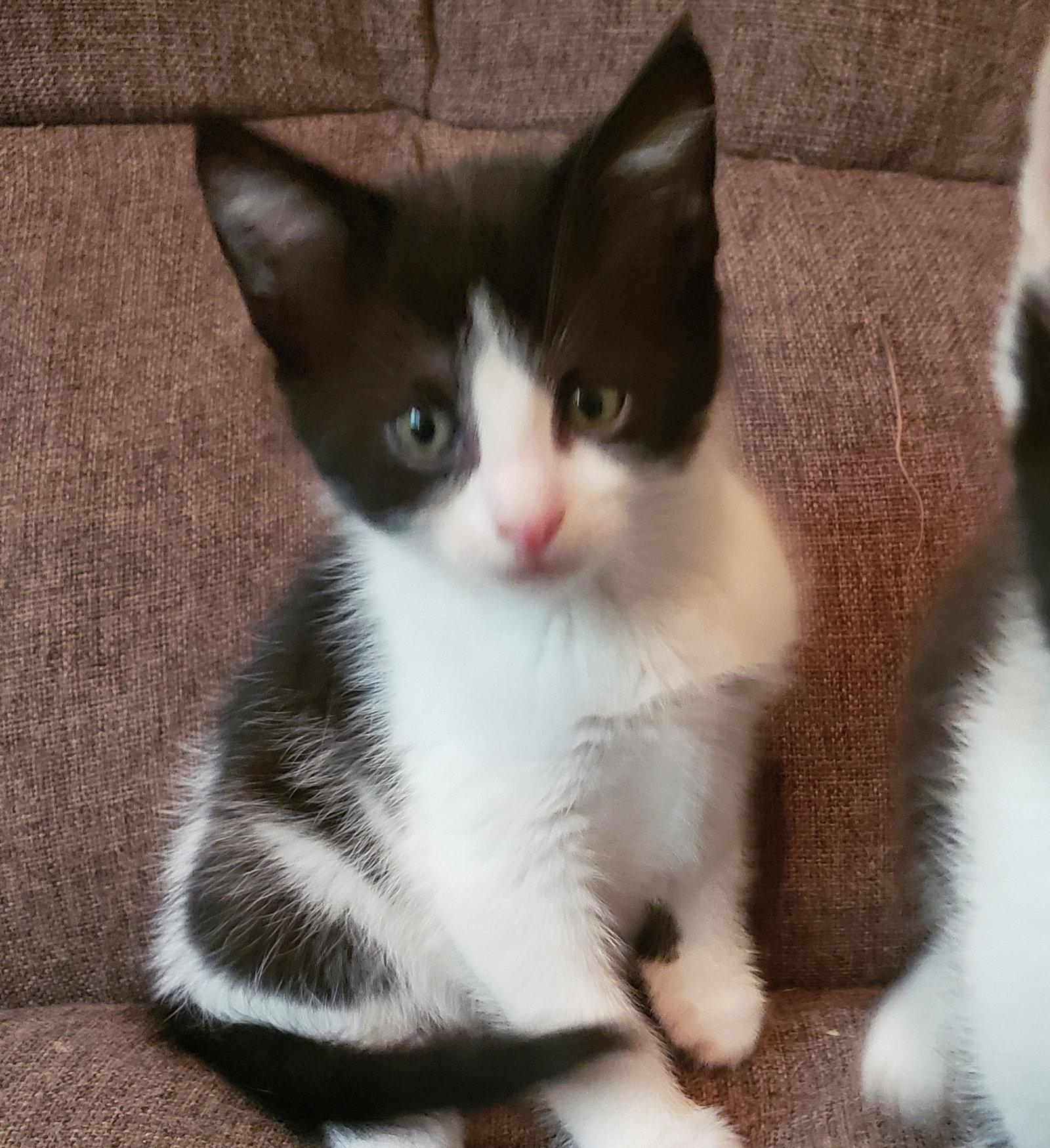 Quinn, Adoptable, Kitten Female Domestic Medium Hair.