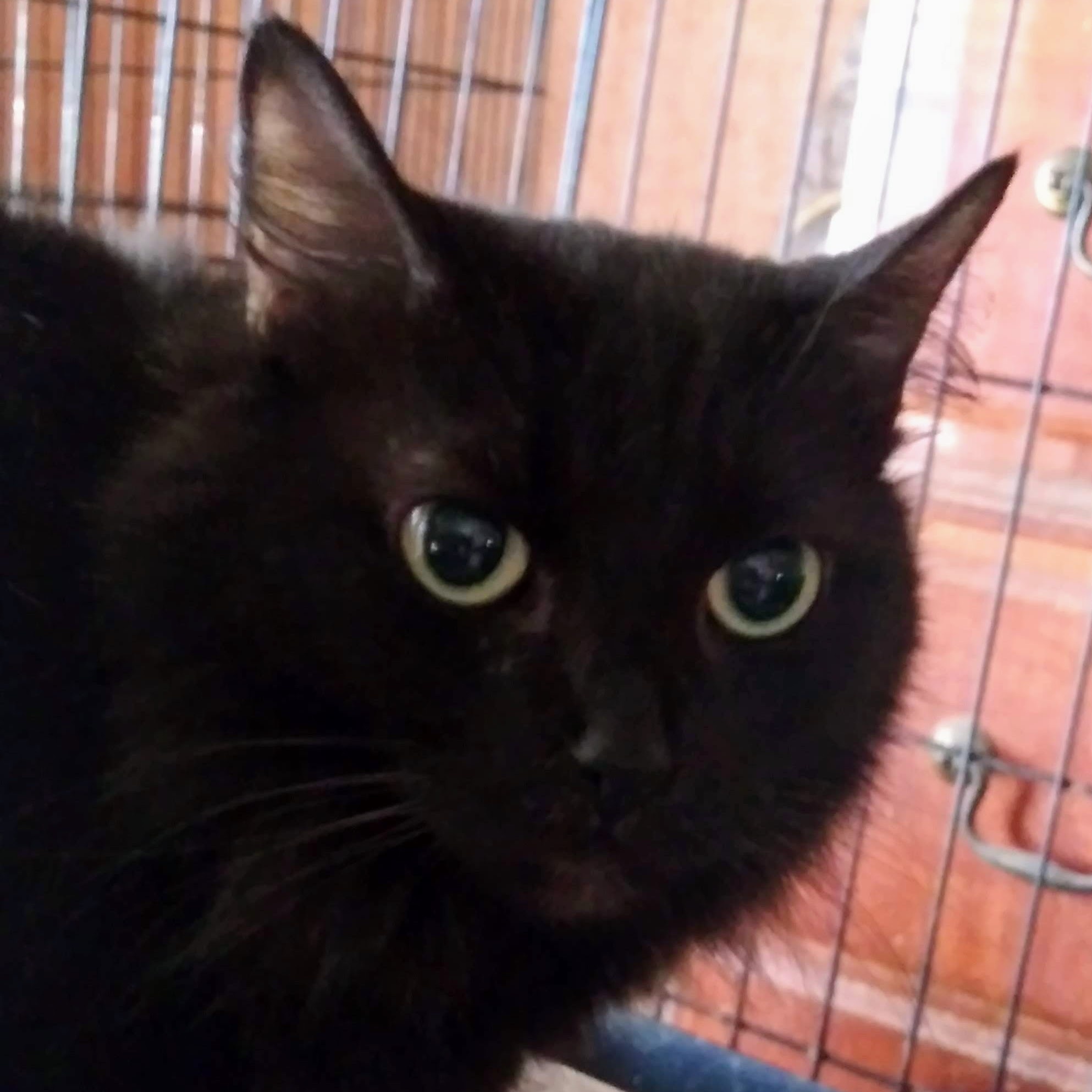 Shadow, a Adoptable Domestic Medium Hair in Memphis, TN image 1/6