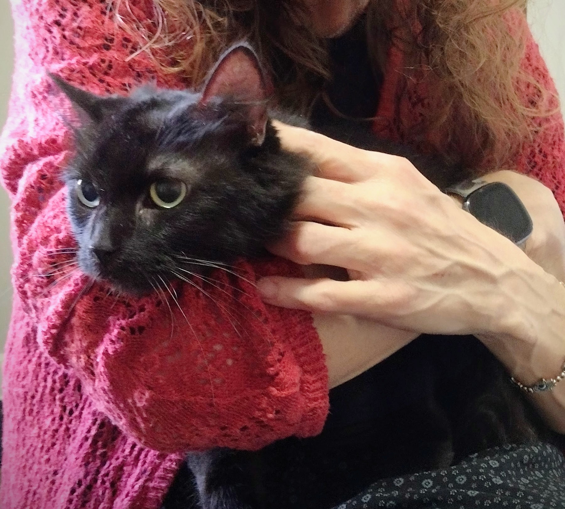 Shadow, a Adoptable Domestic Medium Hair in Memphis, TN image 3/6