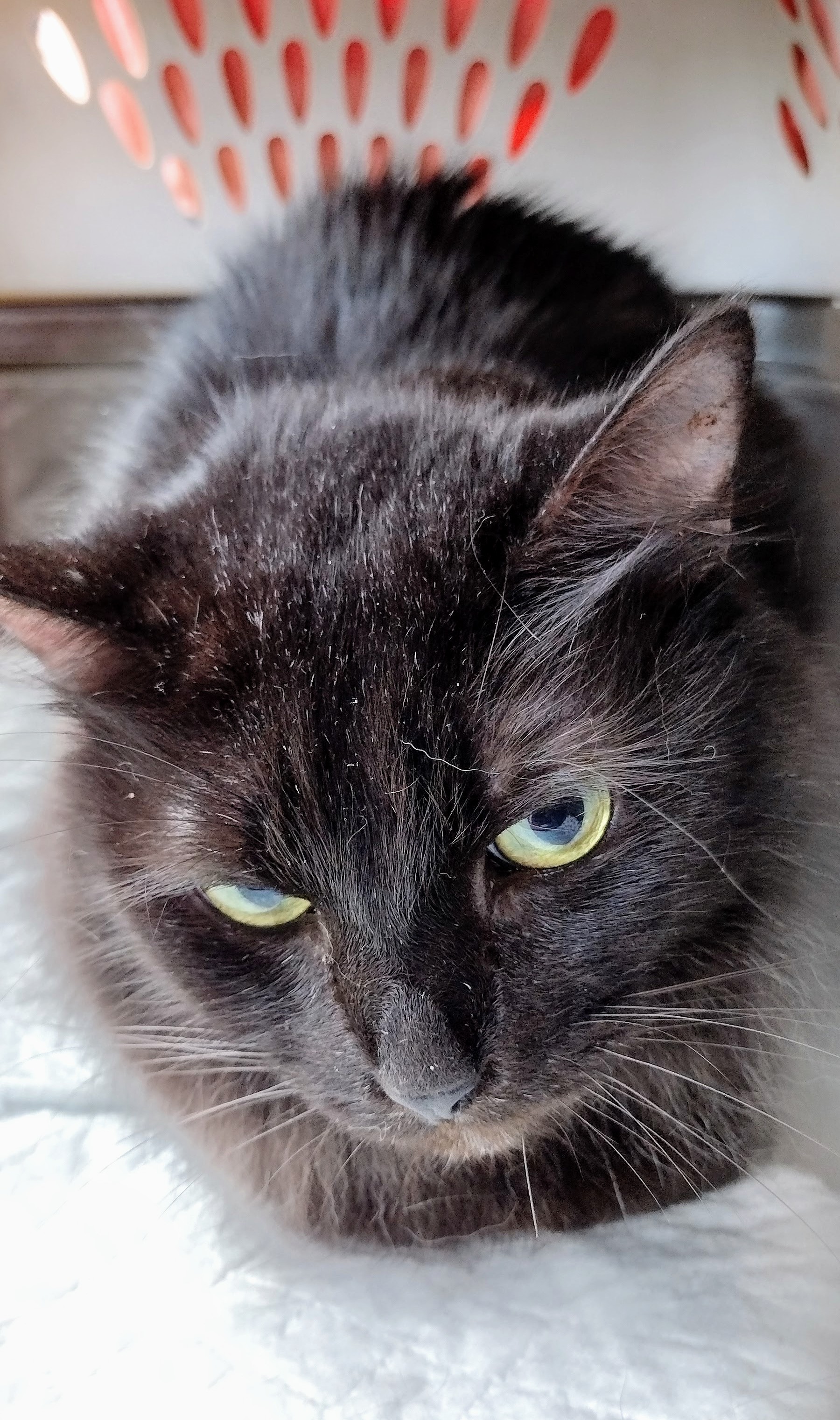 Shadow, a Adoptable Domestic Medium Hair in Memphis, TN image 2/6