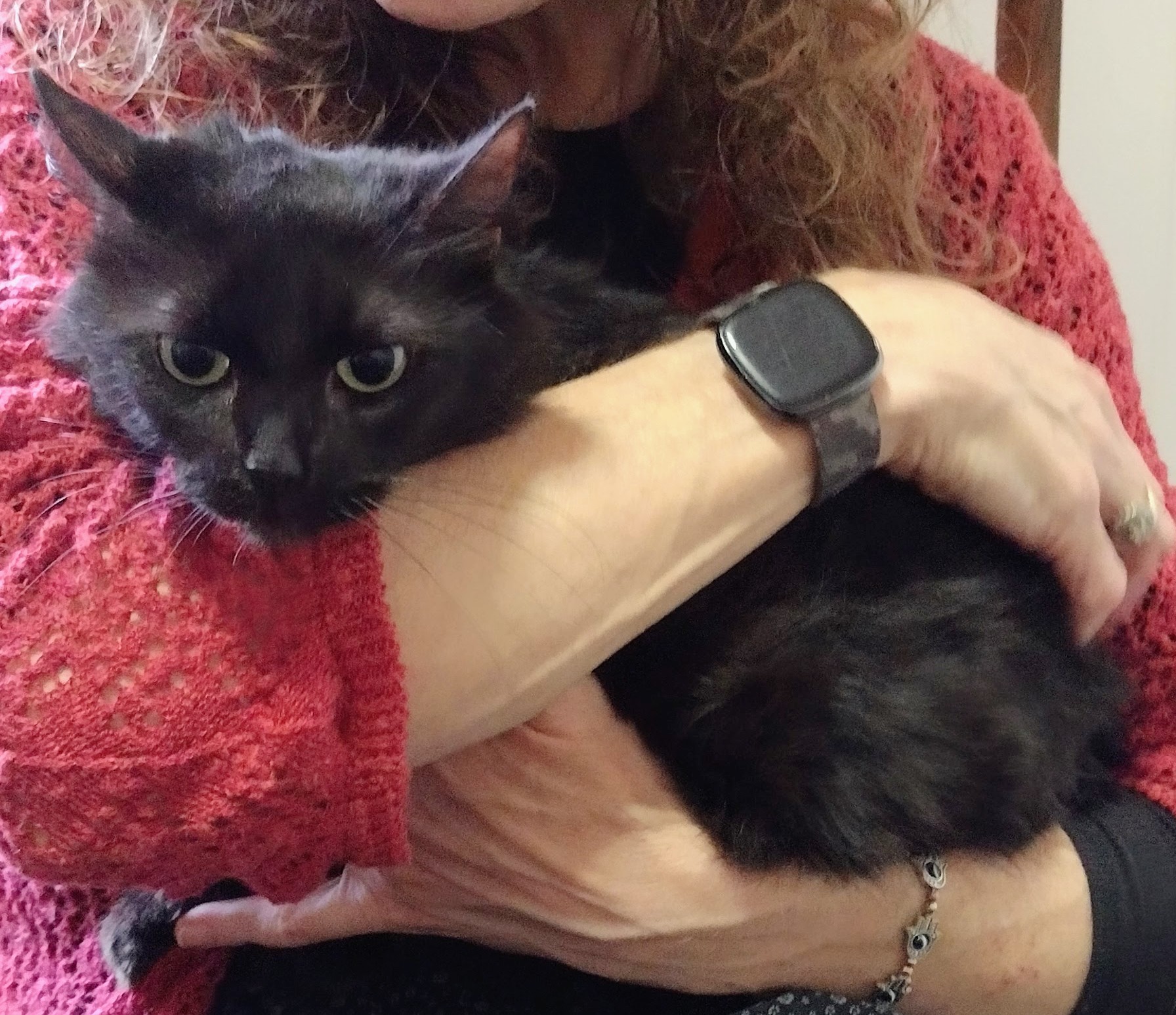Shadow, a Adoptable Domestic Medium Hair in Memphis, TN image 4/6