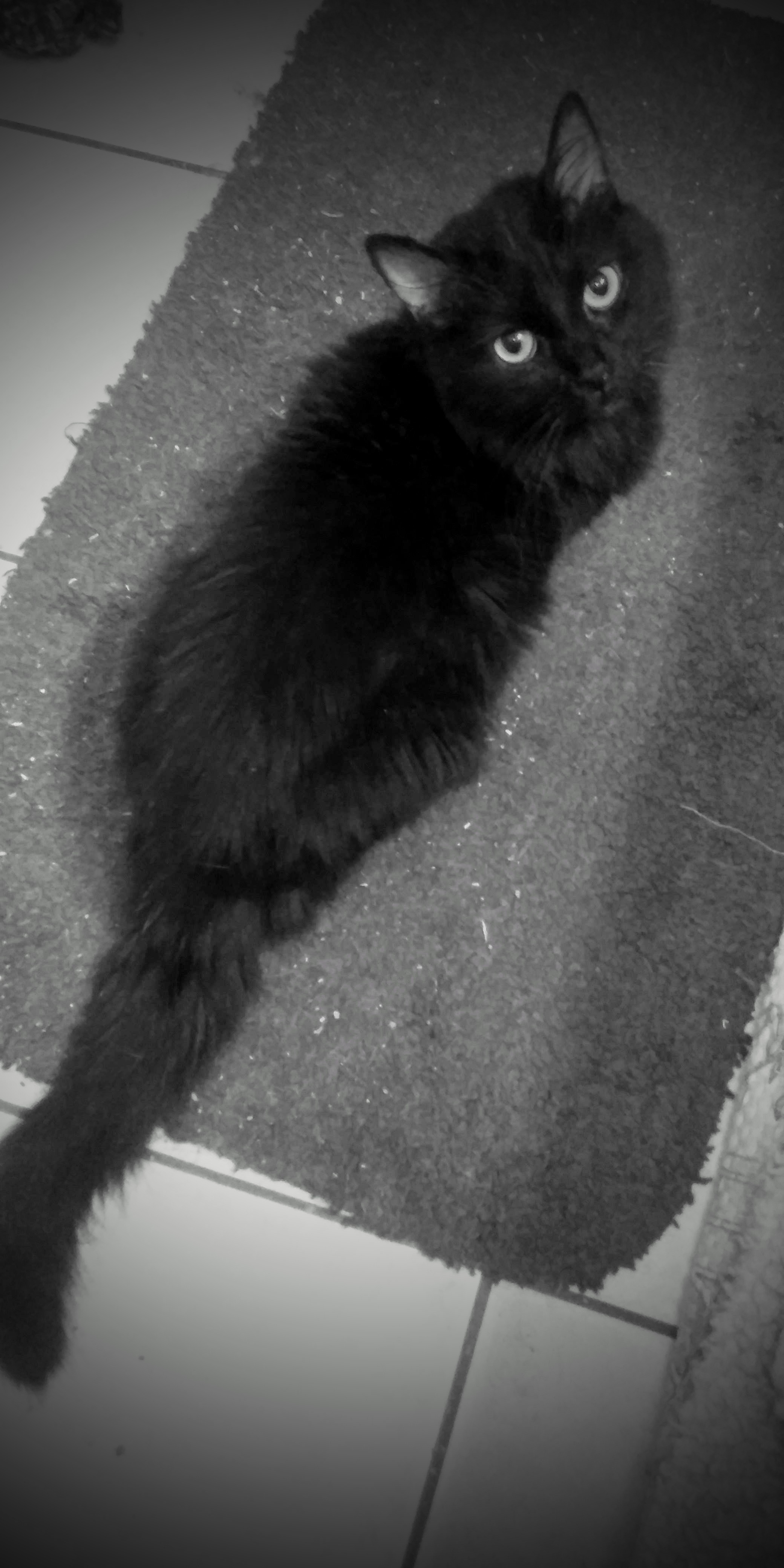 Shadow, a Adoptable Domestic Medium Hair in Memphis, TN image 5/6