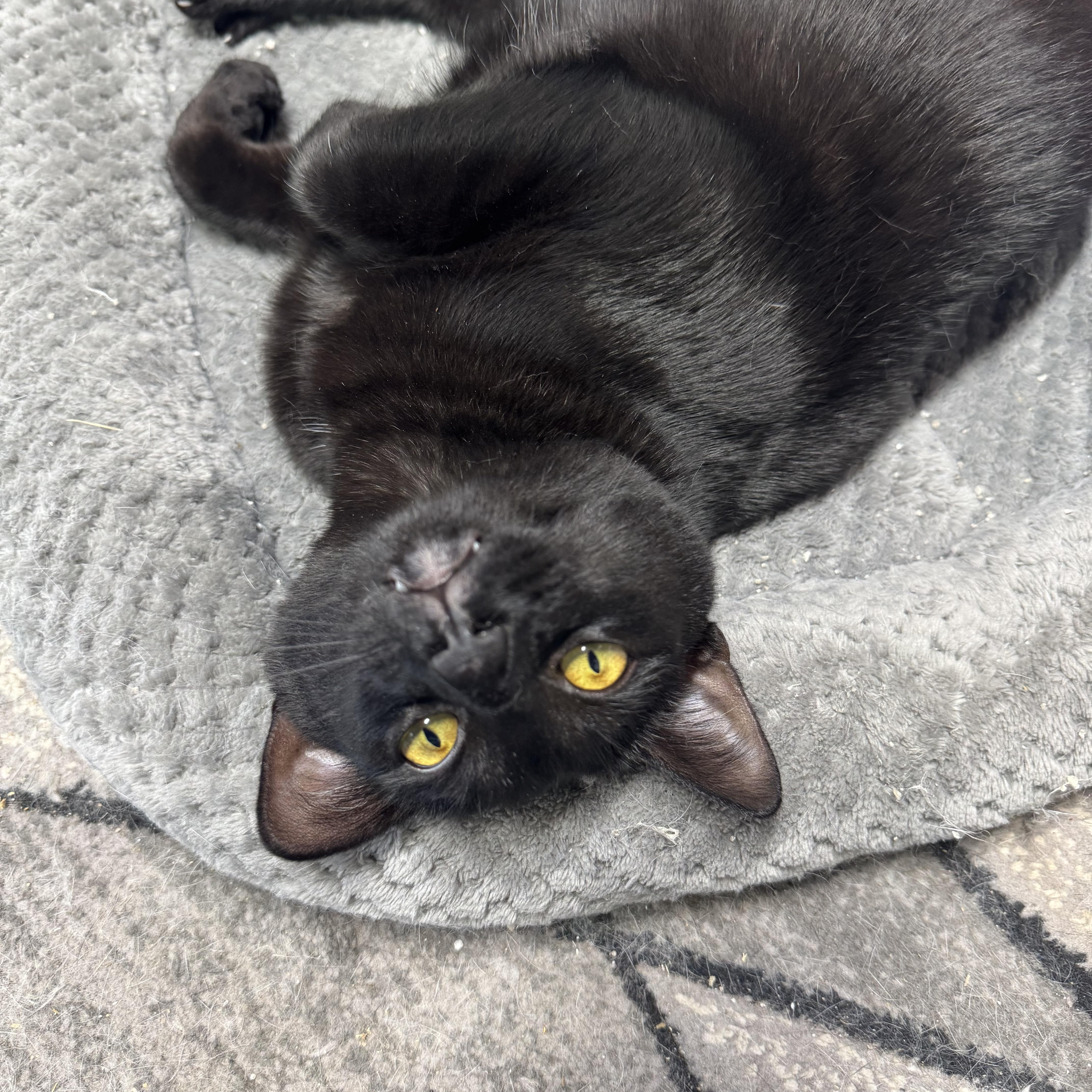 Echo, adopted, Young Male Domestic Short Hair.