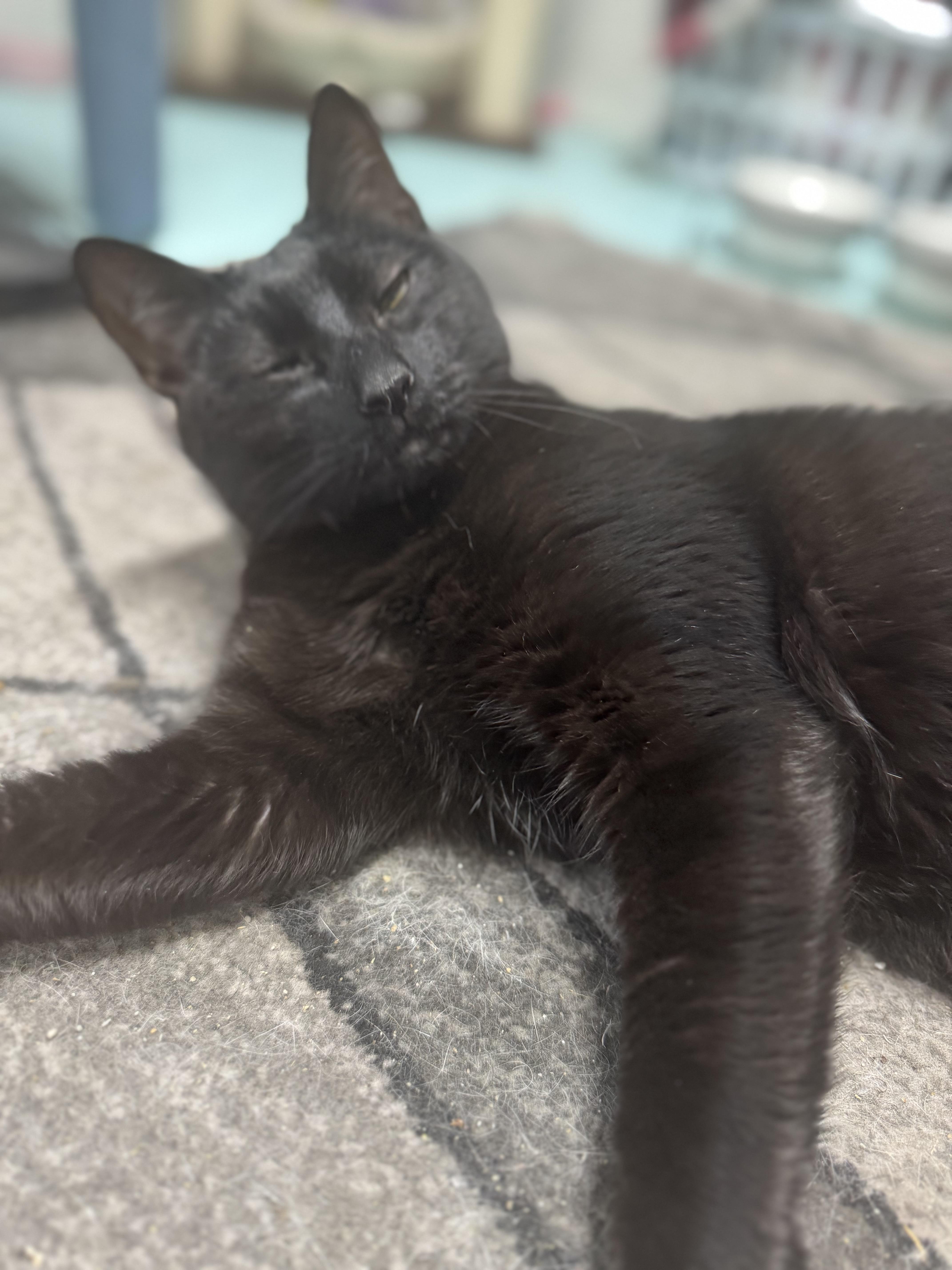 Enlarge Echo, an adopted Domestic Short Hair in Hickory, NC image 4/6