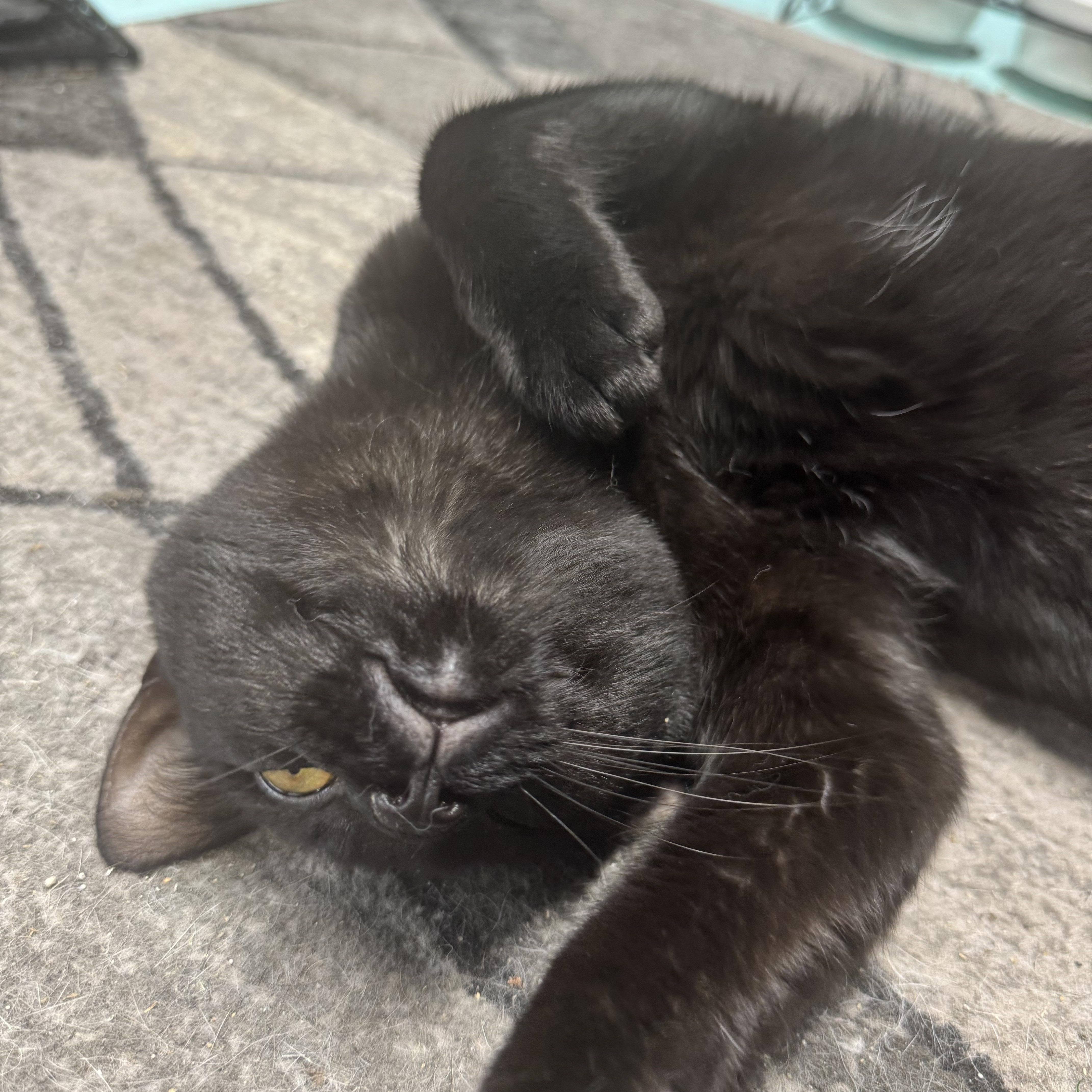 Enlarge Echo, an adopted Domestic Short Hair in Hickory, NC image 6/6