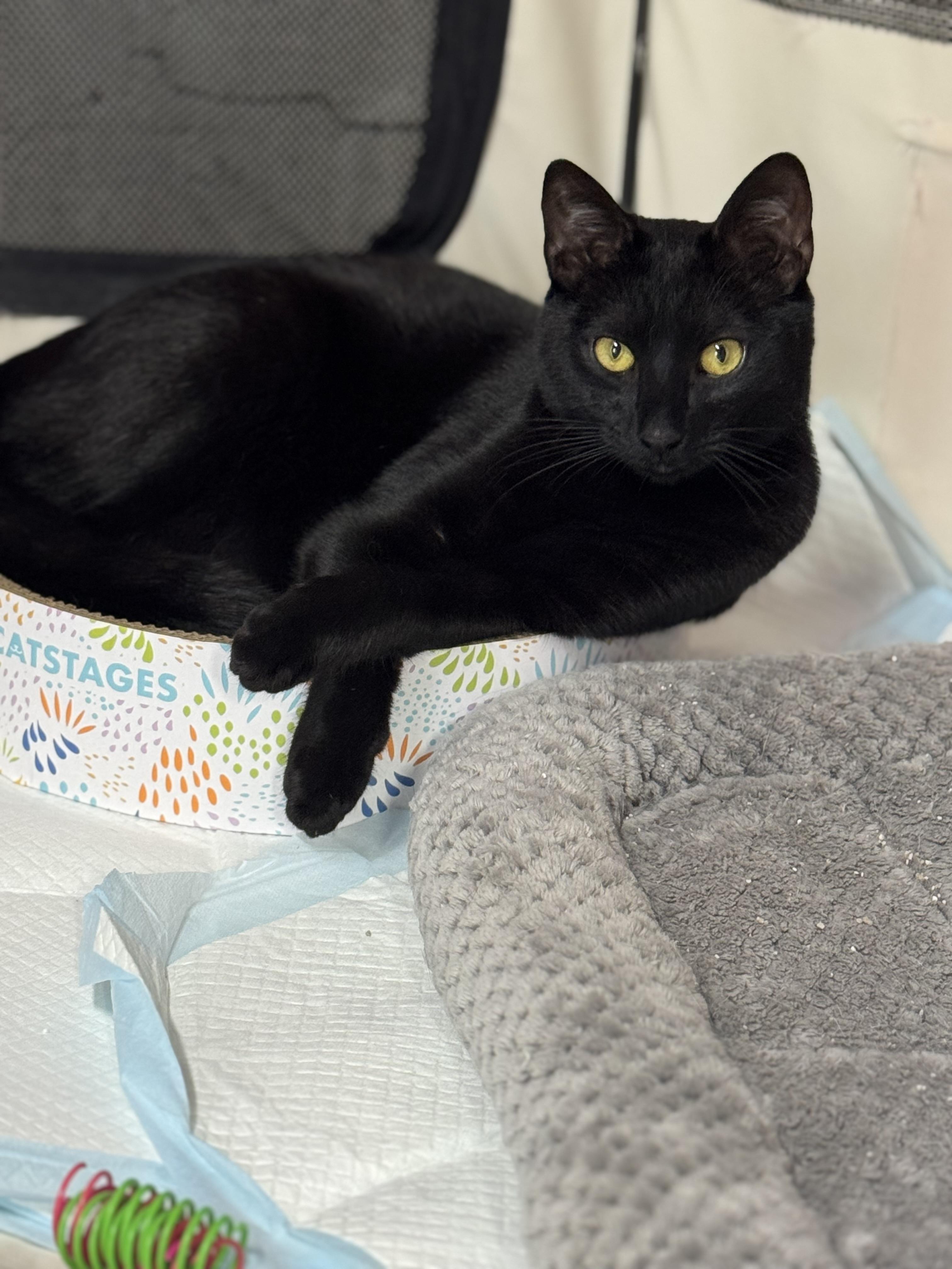 Enlarge Echo, an adopted Domestic Short Hair in Hickory, NC image 2/6