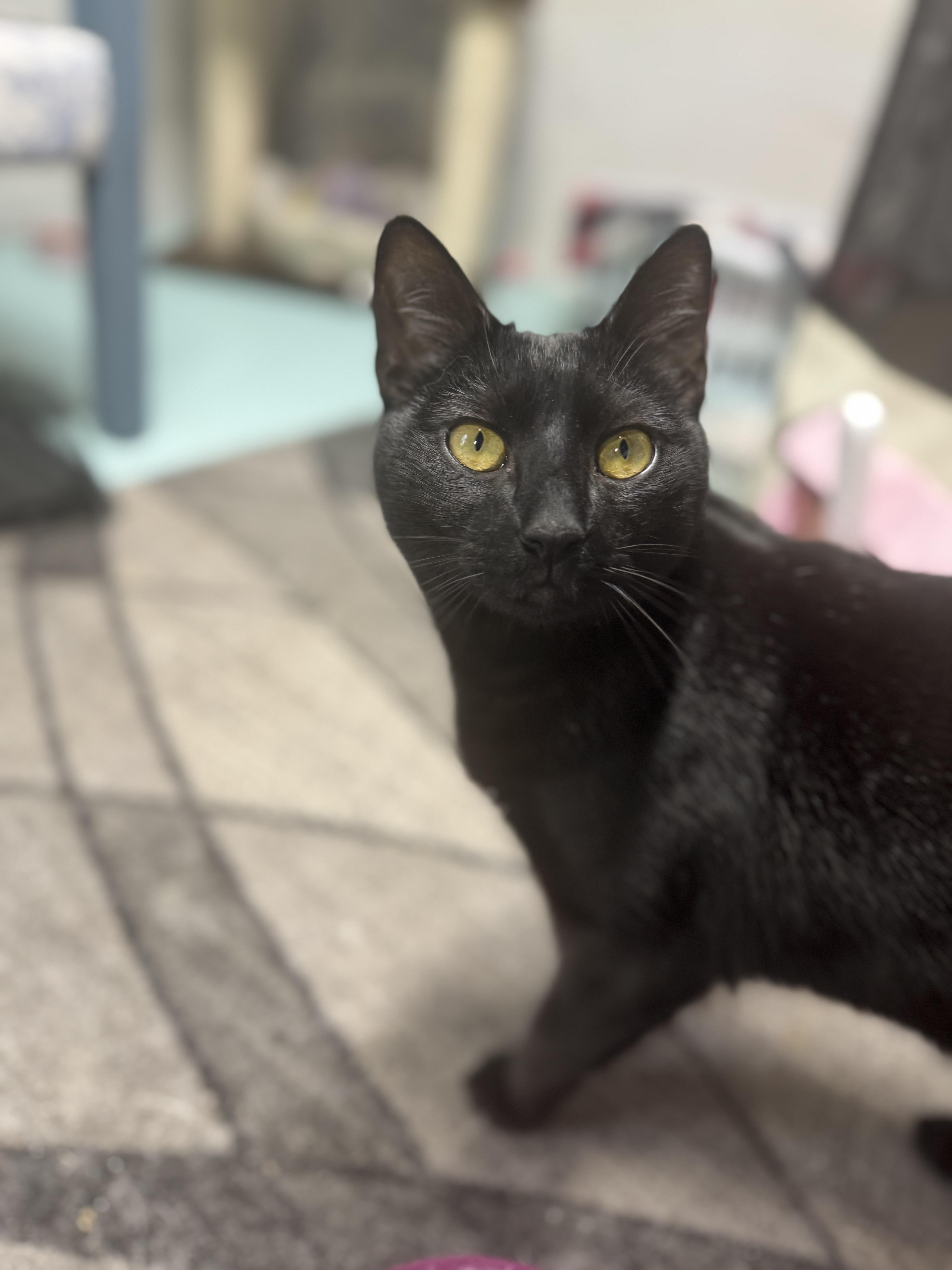 Enlarge Echo, an adopted Domestic Short Hair in Hickory, NC image 3/6