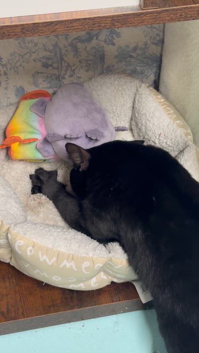 Enlarge Echo, an adopted Domestic Short Hair in Hickory, NC video 5/6