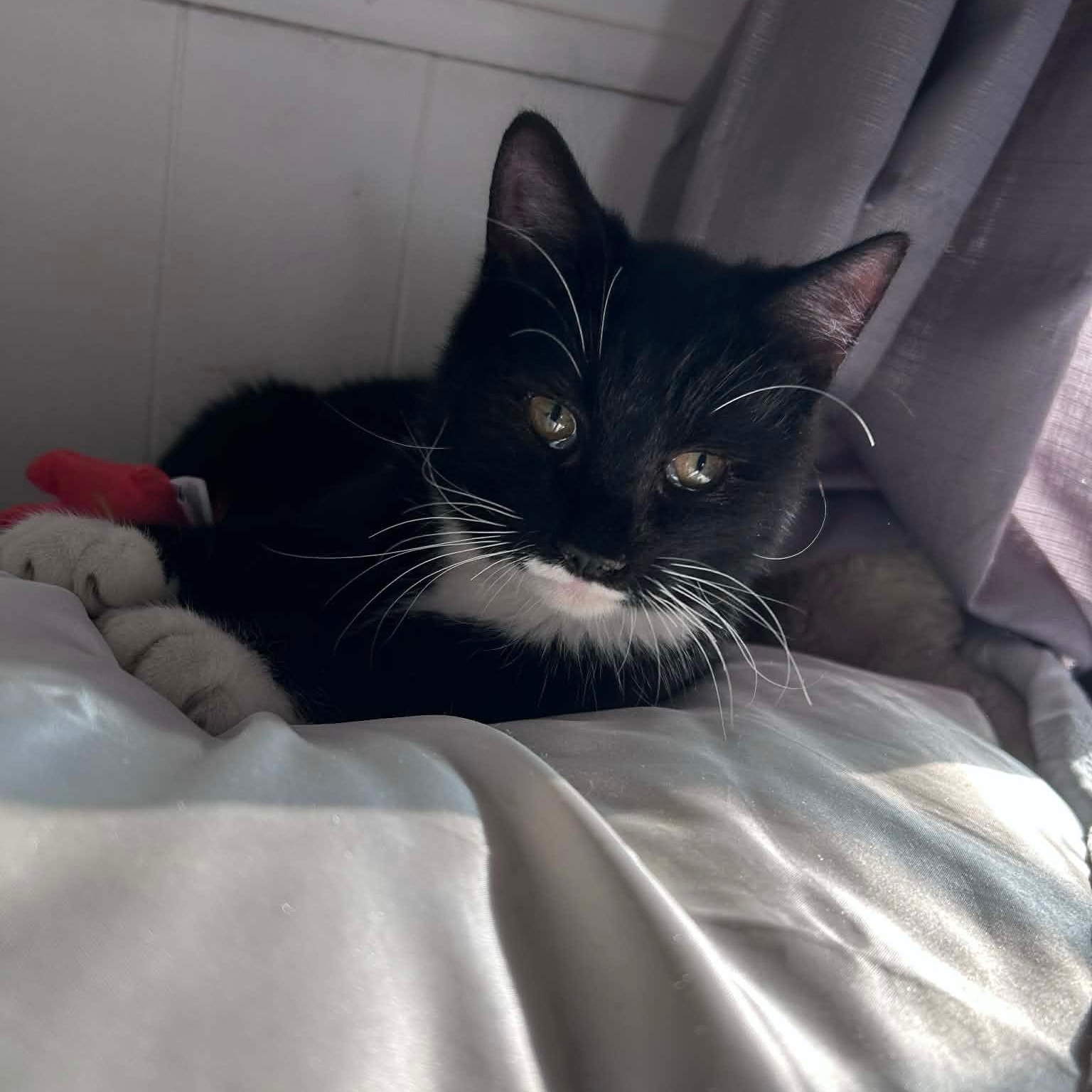 Sylvester and Felix, a ADOPTABLE mixed breed in Pottsboro, TX image 4/5