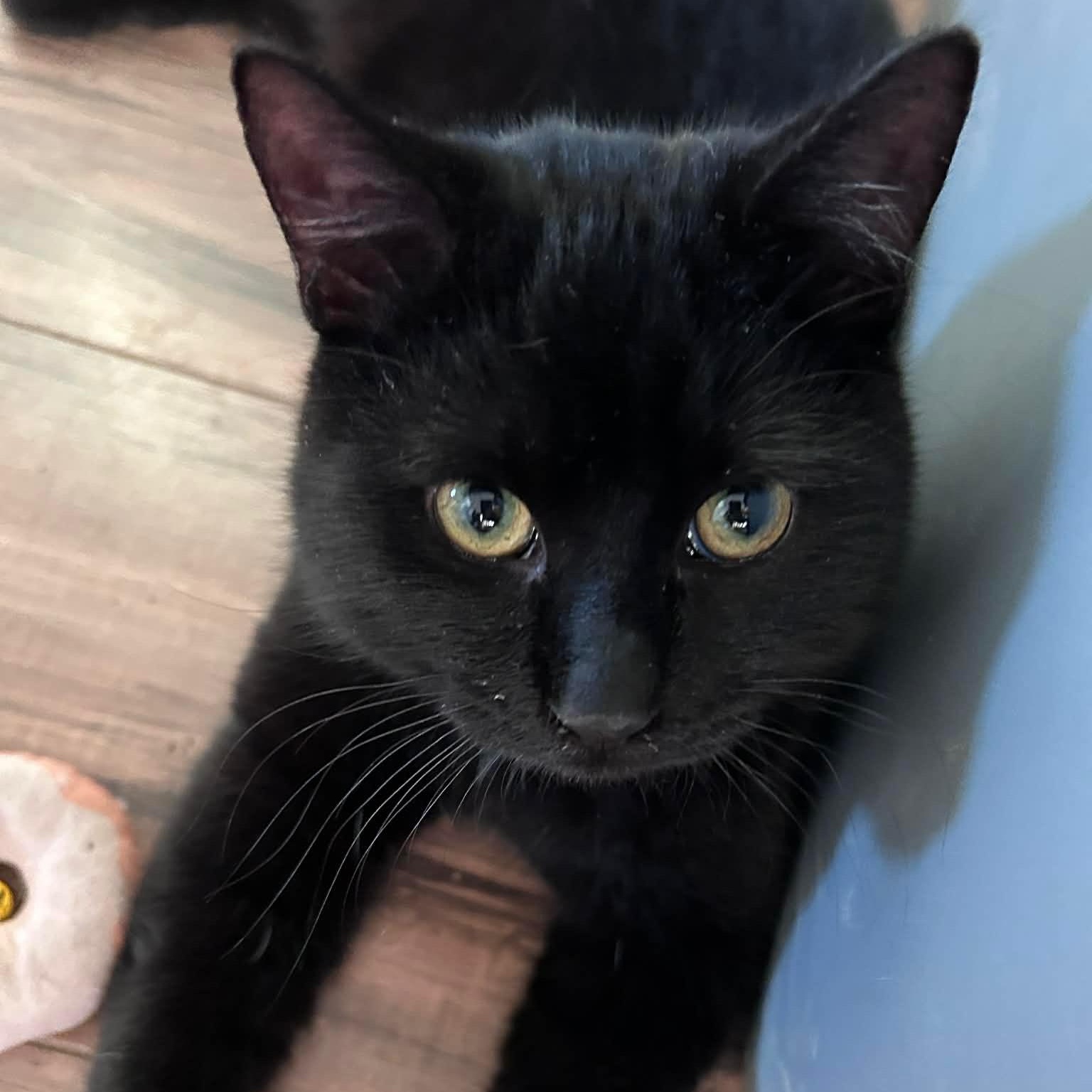 Sylvester and Felix, a ADOPTABLE mixed breed in Pottsboro, TX image 5/5