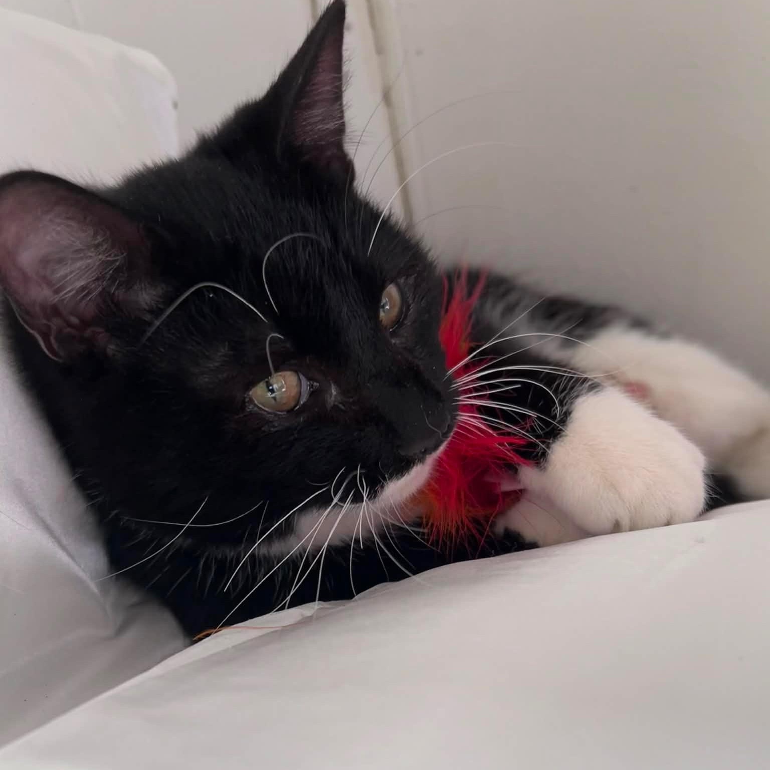 Sylvester and Felix, a ADOPTABLE mixed breed in Pottsboro, TX image 2/5