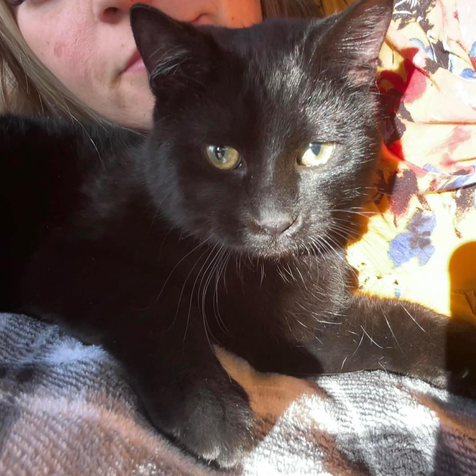 Sylvester and Felix, a ADOPTABLE mixed breed in Pottsboro, TX image 3/5