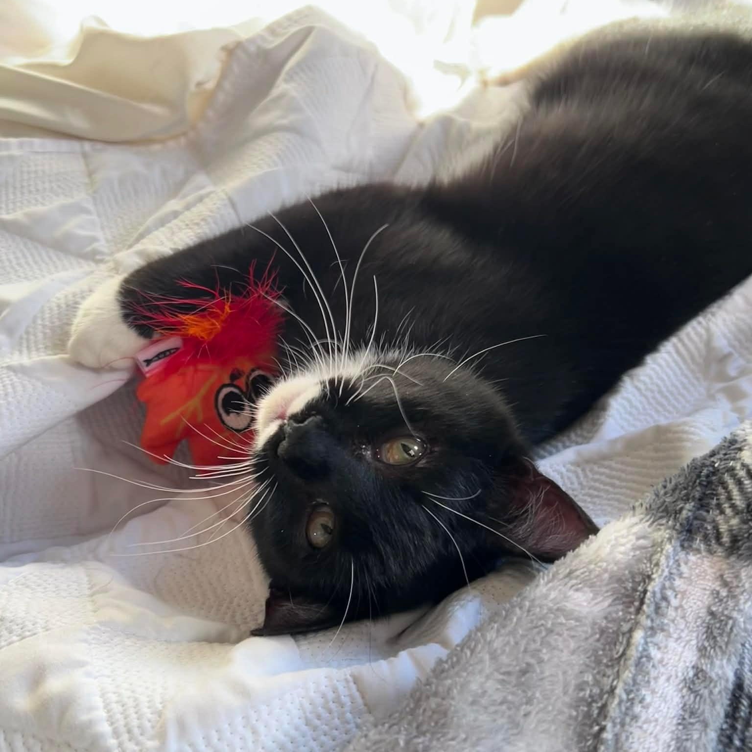 Sylvester and Felix, ADOPTABLE, Young Male Domestic Short Hair.