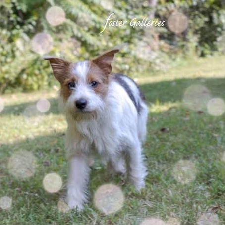 Shaggy, Adopted, Puppy Male Jack Russell Terrier & Wirehaired Terrier.
