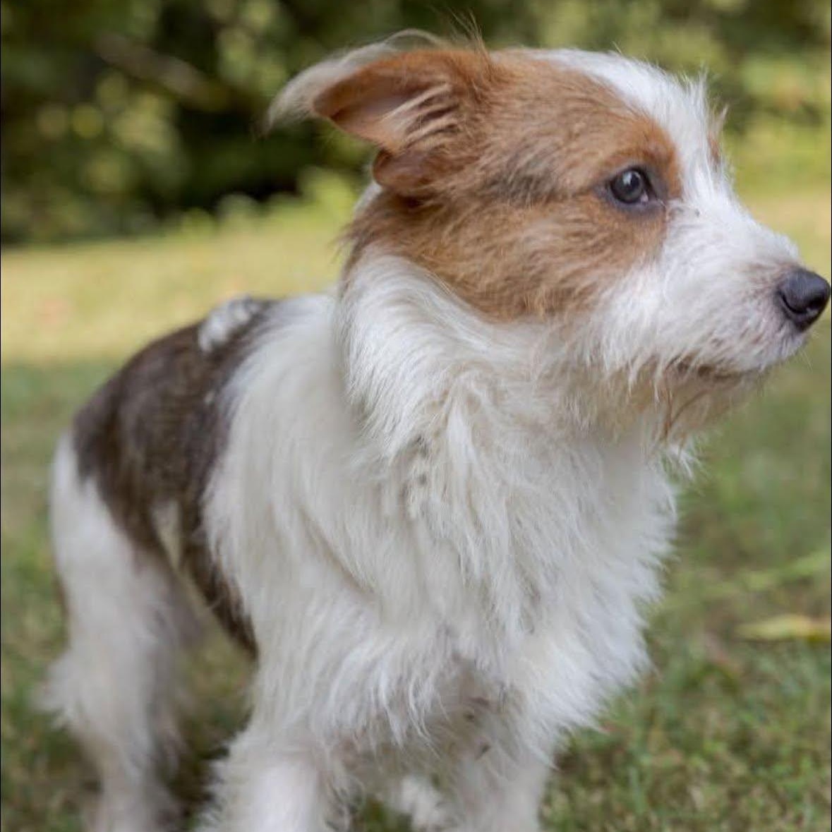 Enlarge Shaggy, a Adopted mixed breed in Spring Hill, TN image 4/4