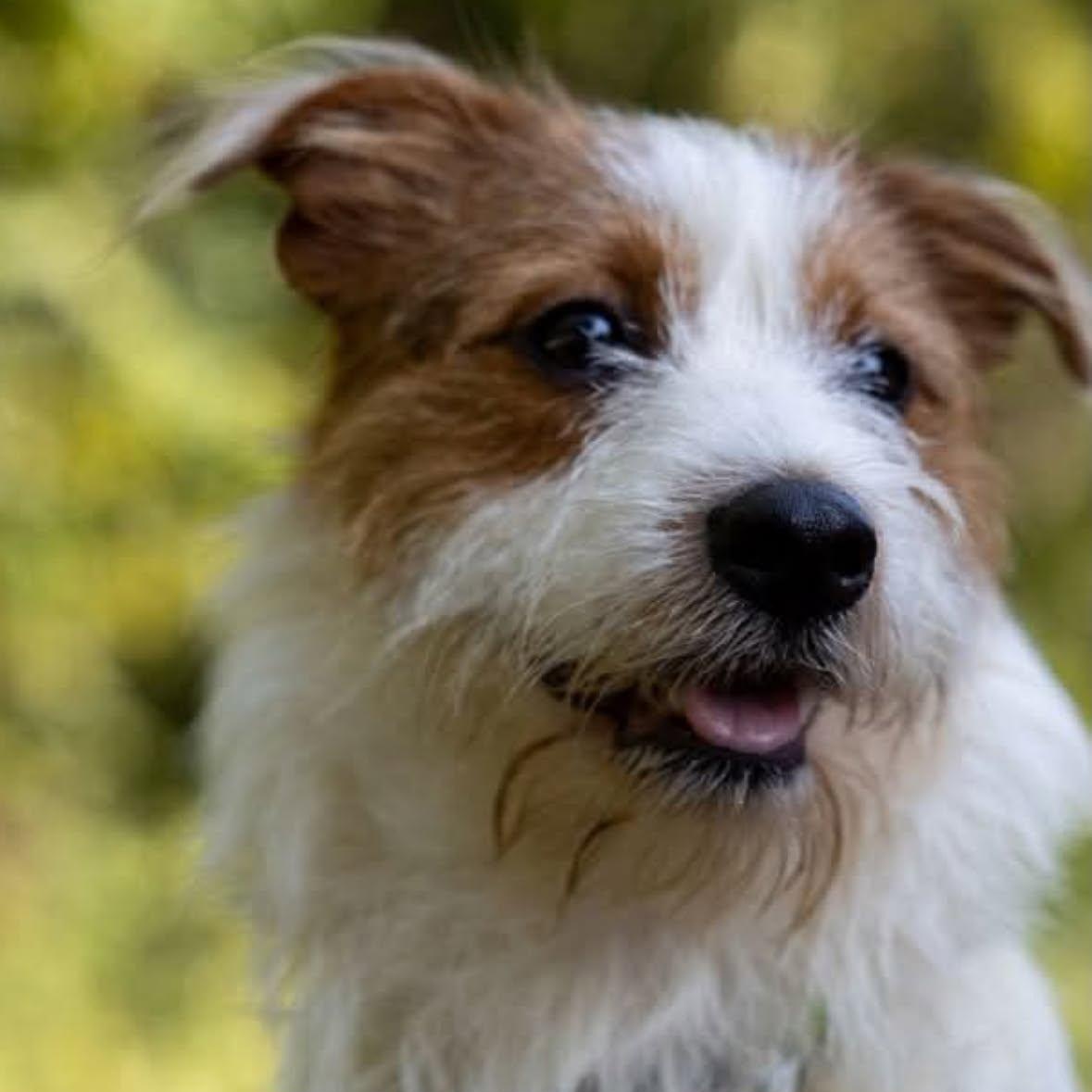 Enlarge Shaggy, a Adopted mixed breed in Spring Hill, TN image 3/4