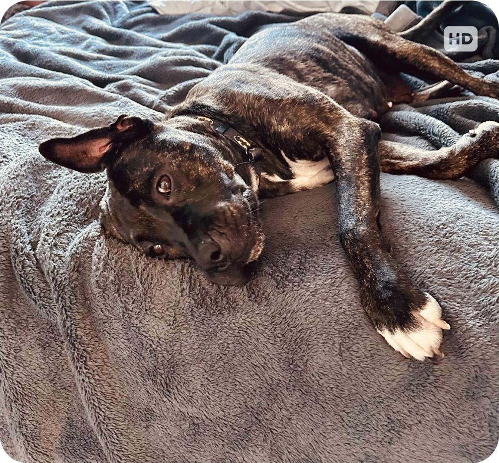 Koda, an adoptable Mastiff, Labrador Retriever in Winnipeg, MB, R3E 2Z9 | Photo Image 4