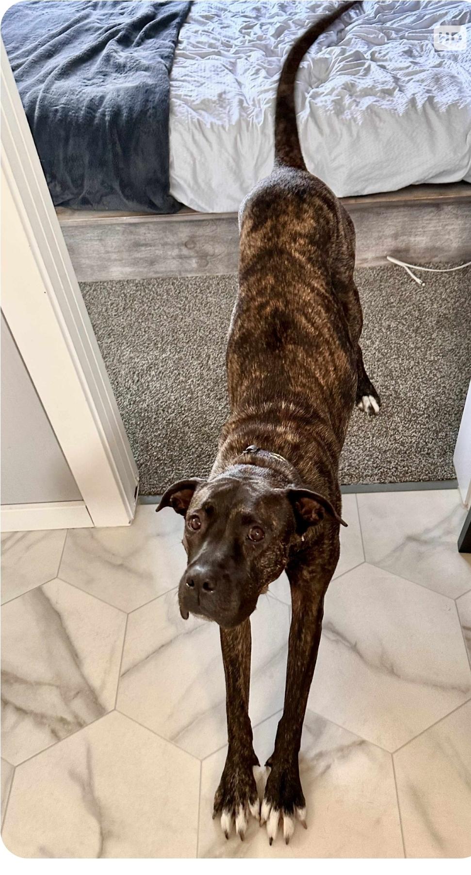 Koda, an adoptable Mastiff, Labrador Retriever in Winnipeg, MB, R3E 2Z9 | Photo Image 5