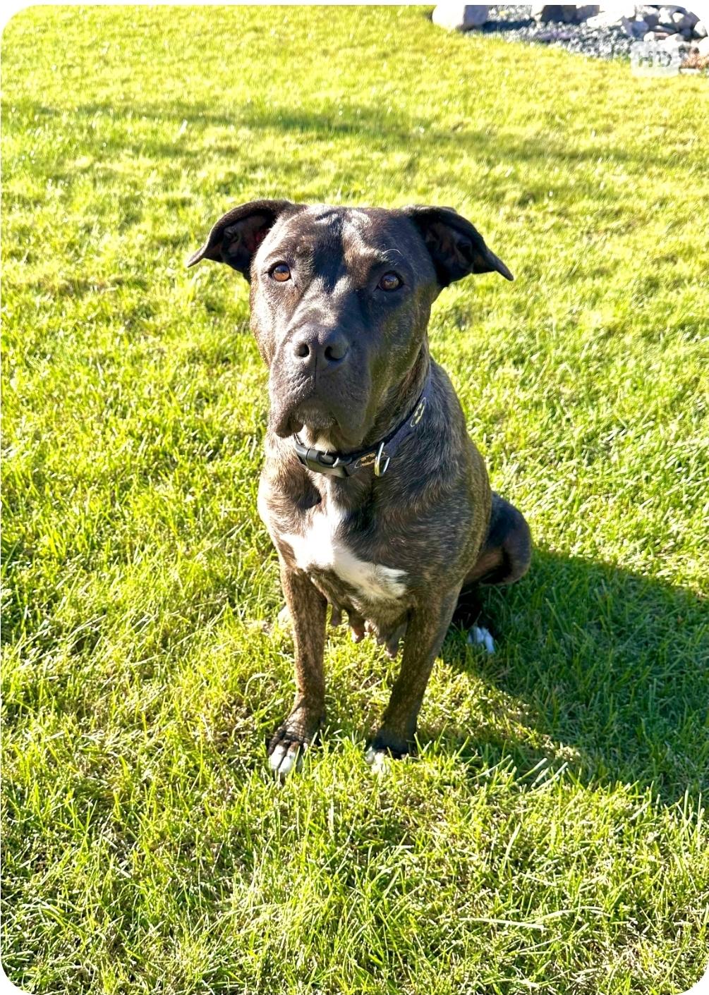 Koda, an adoptable Mastiff, Labrador Retriever in Winnipeg, MB, R3E 2Z9 | Photo Image 2