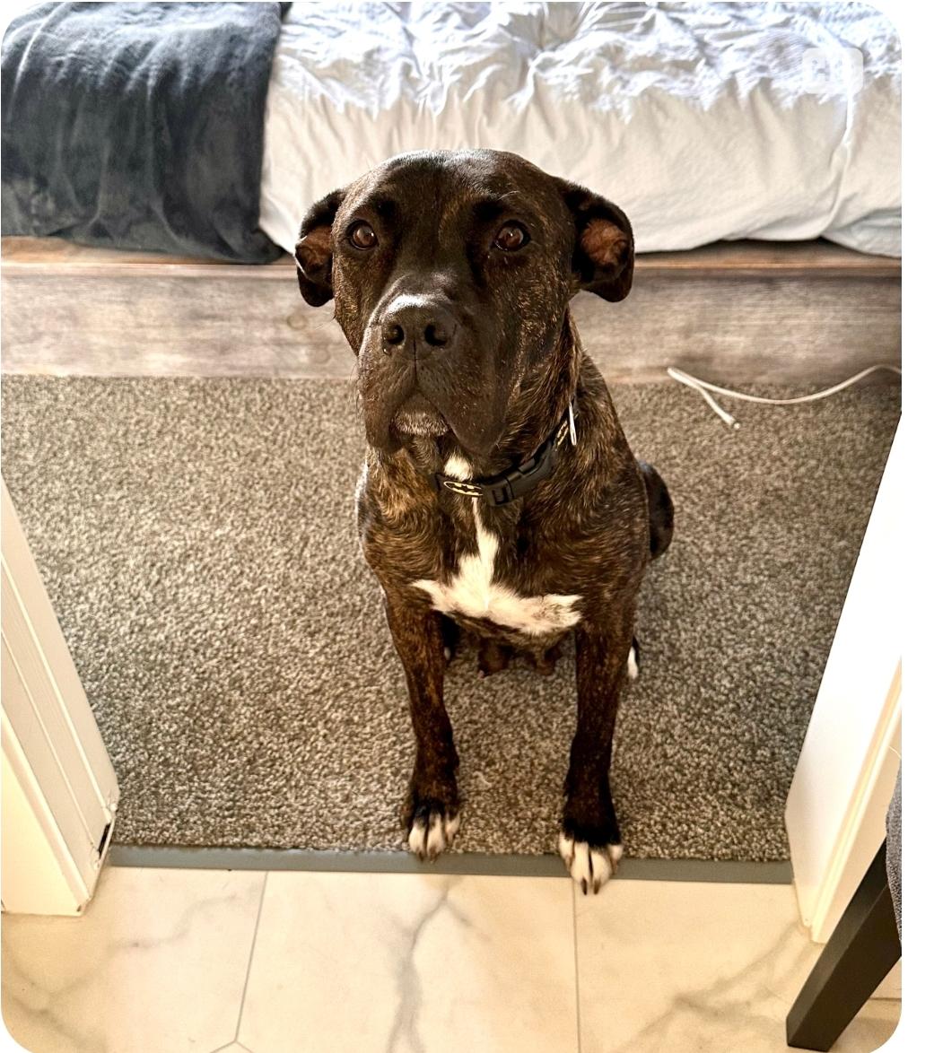 Koda, an adoptable Mastiff, Labrador Retriever in Winnipeg, MB, R3E 2Z9 | Photo Image 3